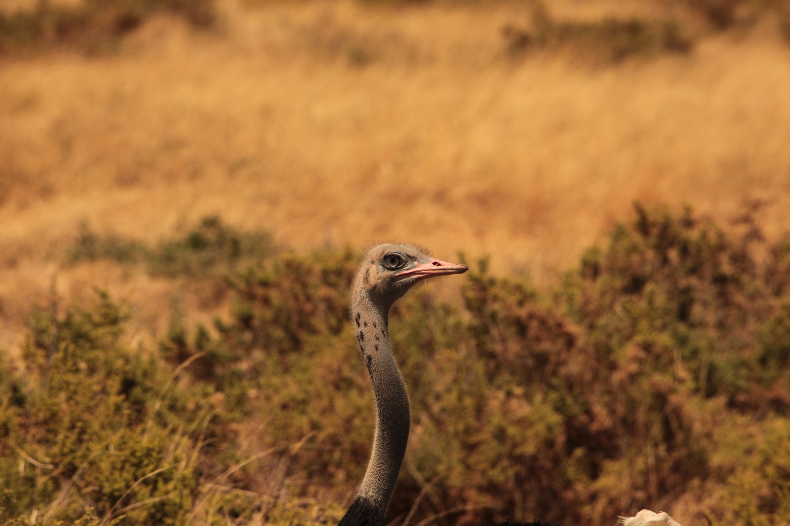 Samburu N.P. Somalische Struisvogel (Struthio Molybdophanes) (0346)