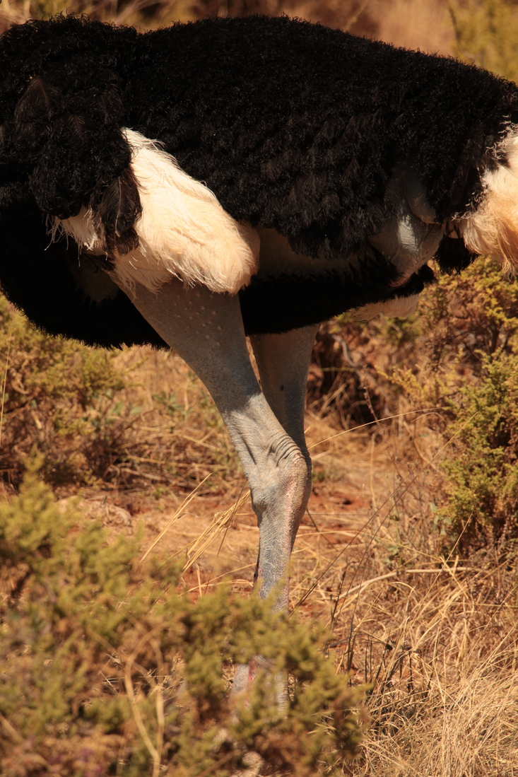 Samburu N.P. Somalische Struisvogel (Struthio Molybdophanes) (0348)