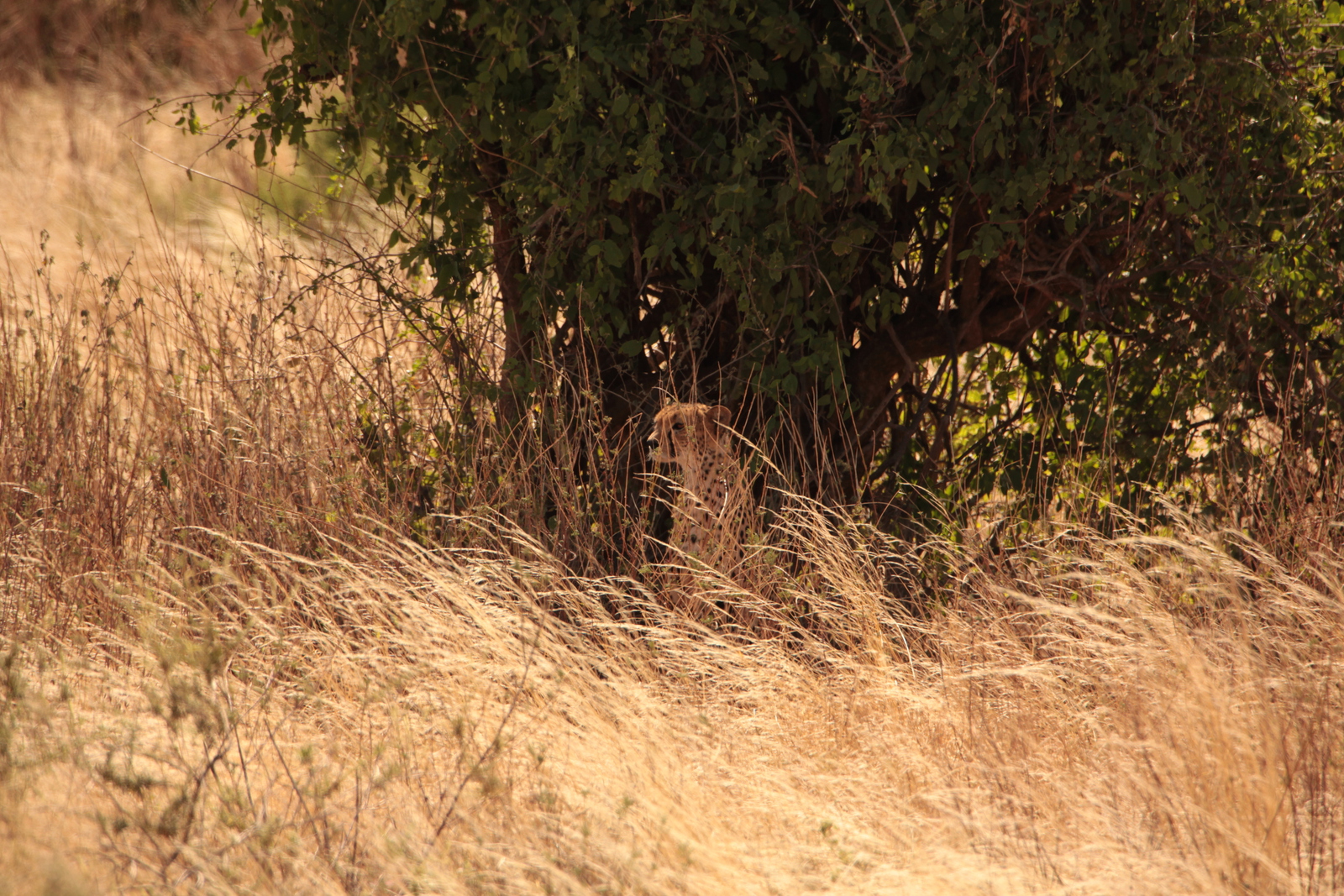 Samburu N.P. Jachtluipaard (Acinonyx Jubatus) (0336)