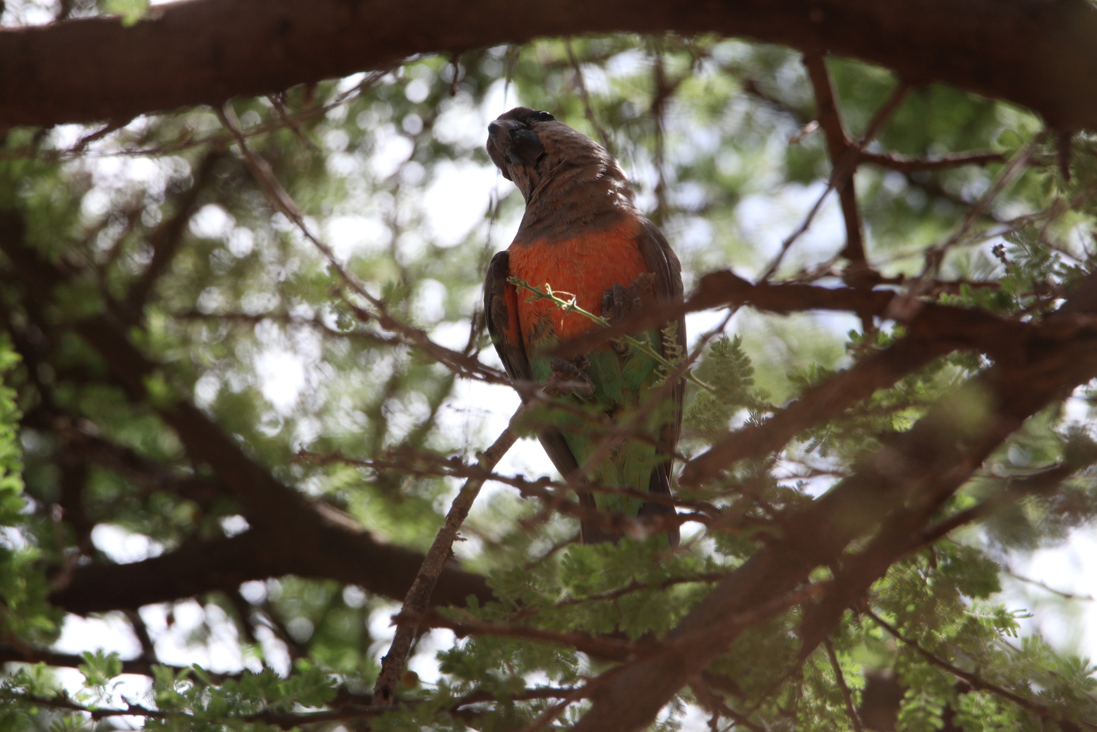 Samburu N.P. Roodbuikpapegaai (Poicephalus Rufiventris) (0400)