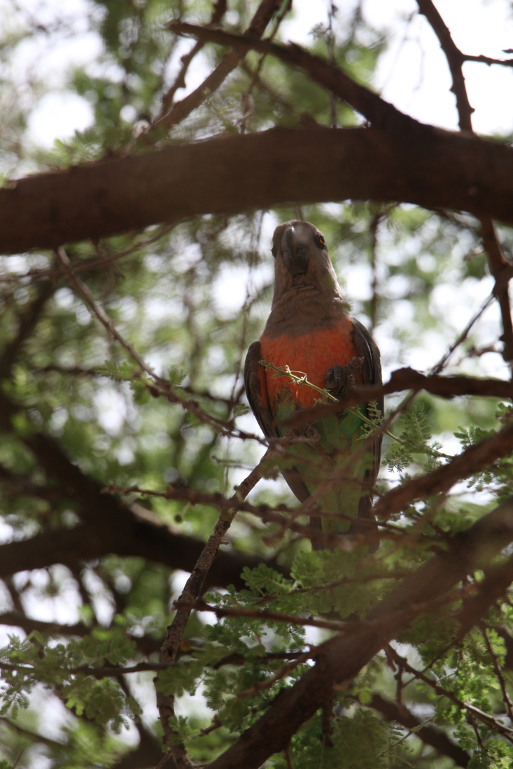 Samburu N.P. Roodbuikpapegaai (Poicephalus Rufiventris) (0401)