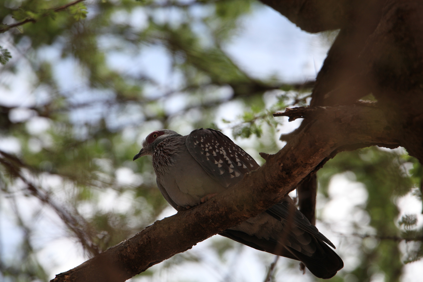 Samburu N.P. Gespikkelde Duif (Columba Guinea) (0383)