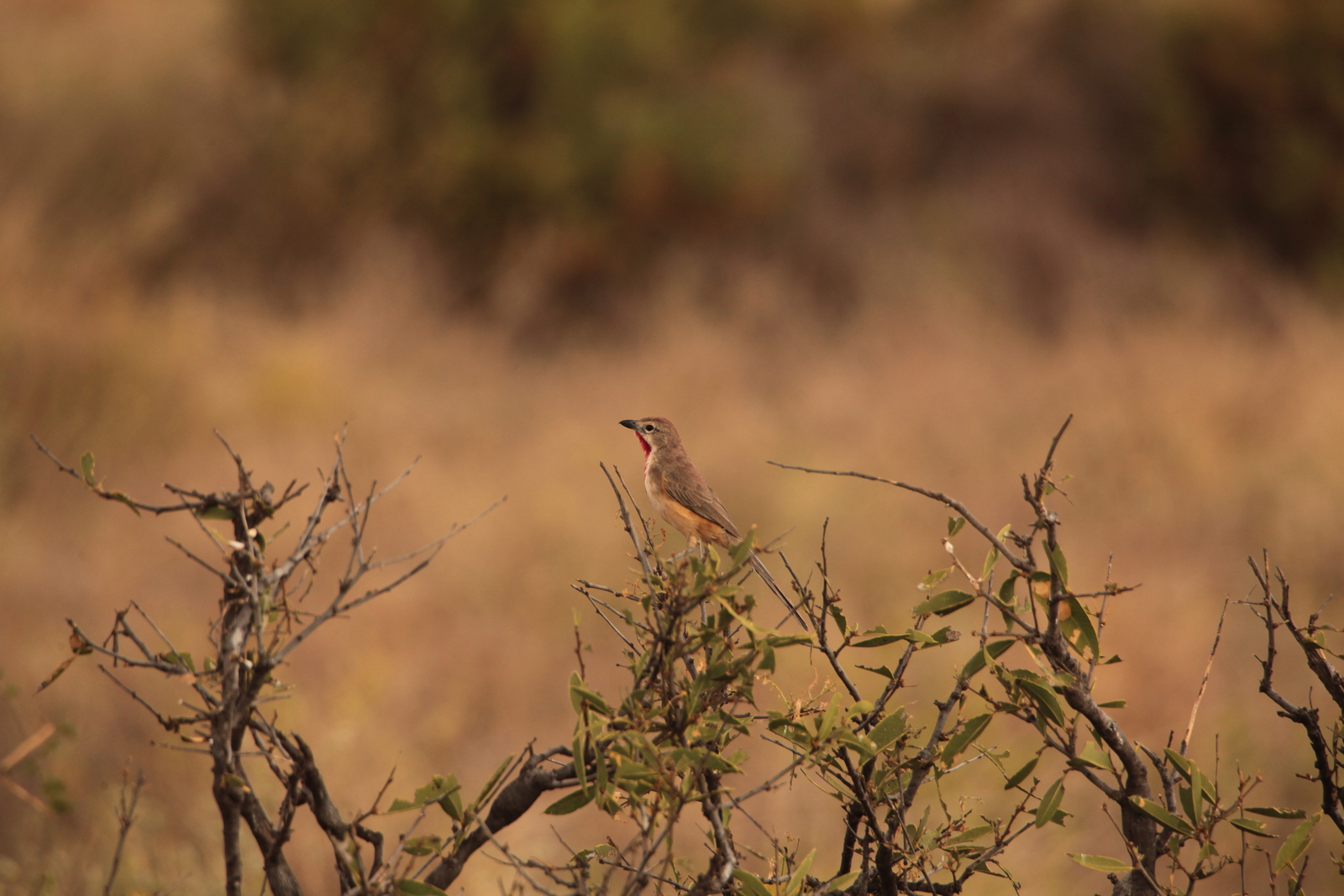 Samburu N.P. Roodbuikklauwier (Rhodophoneus Cruentus) (0425)