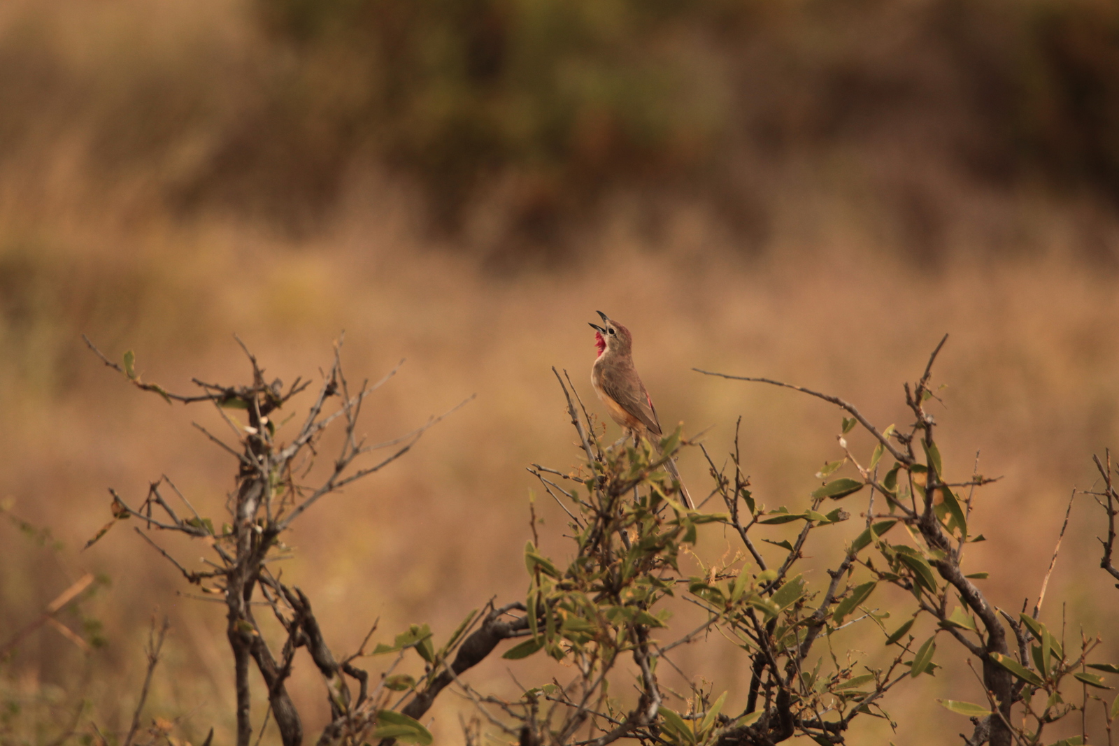 Samburu N.P. Roodbuikklauwier (Rhodophoneus Cruentus) (0429)