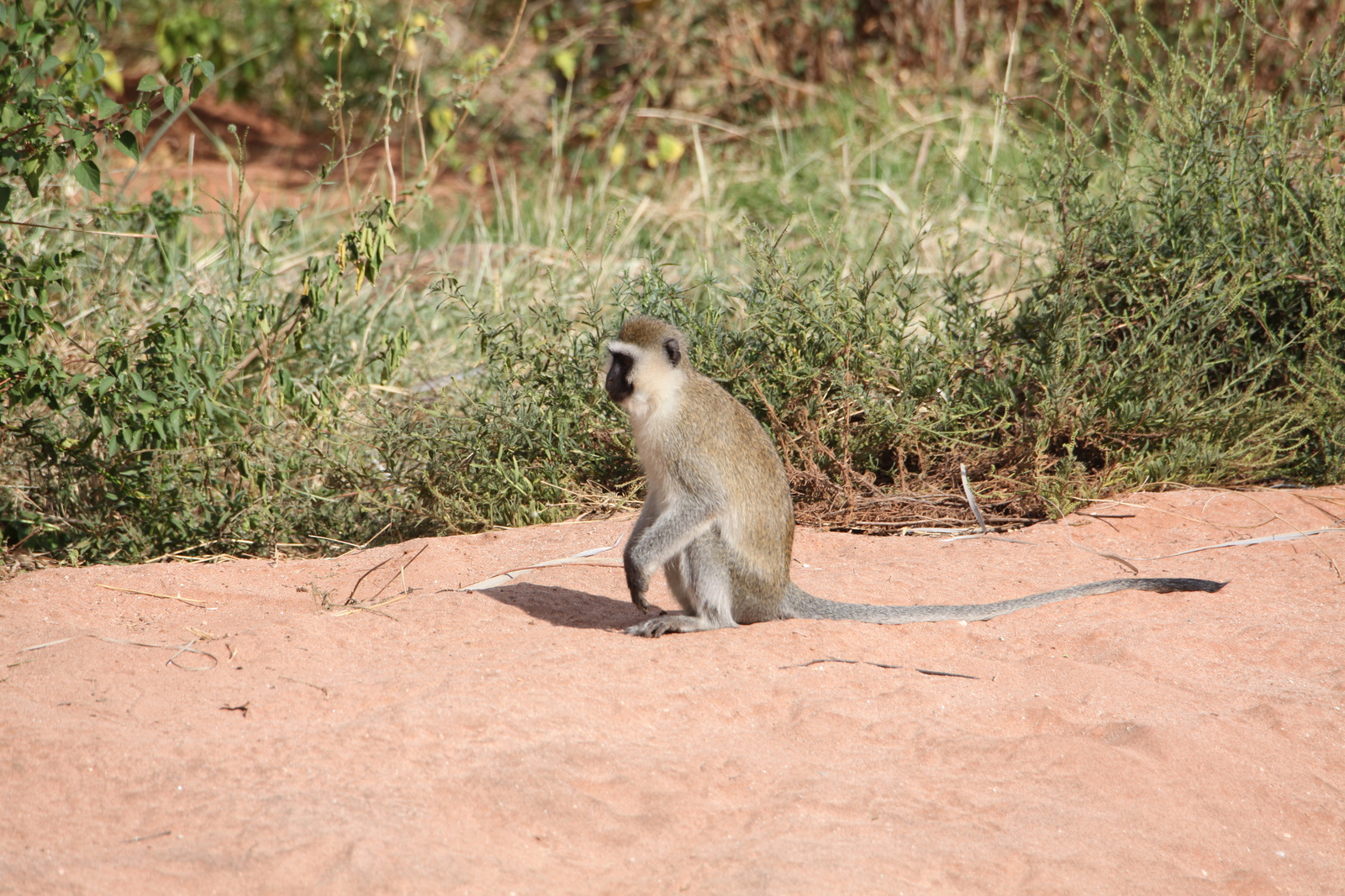 Samburu N.P. Groene Meerkat (Cercopithecus Aethiops) (0446)