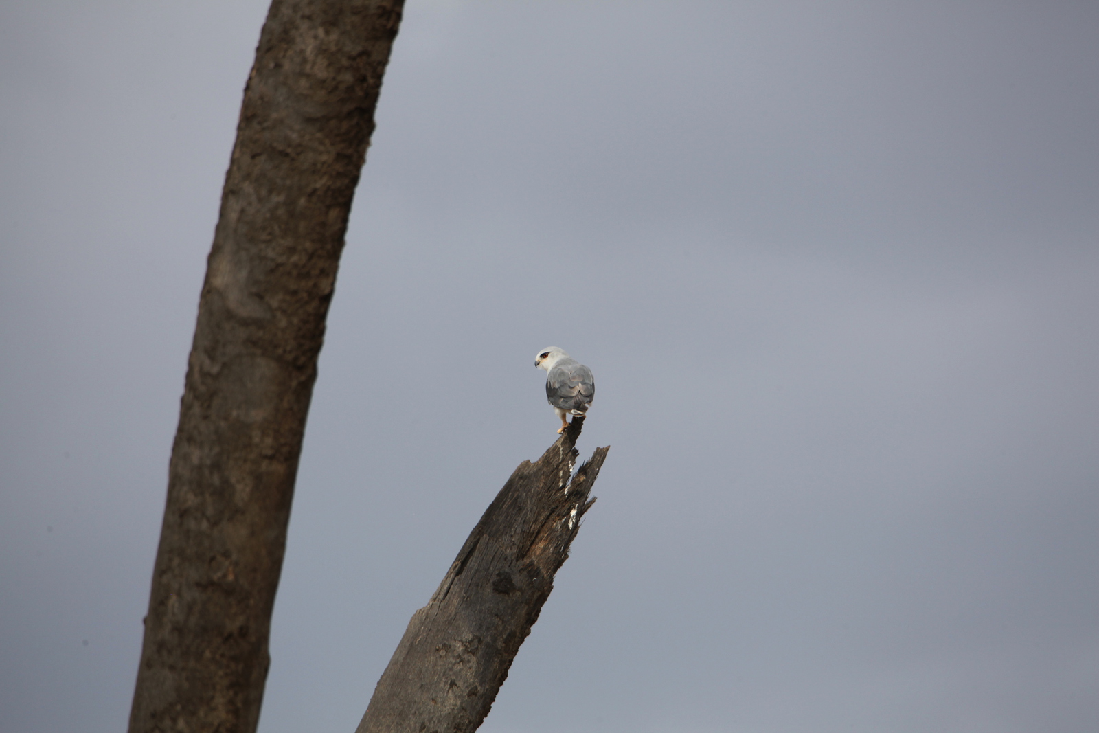 Samburu N.P. Grijze Wouw (Elanus Caeruleus) (0462)