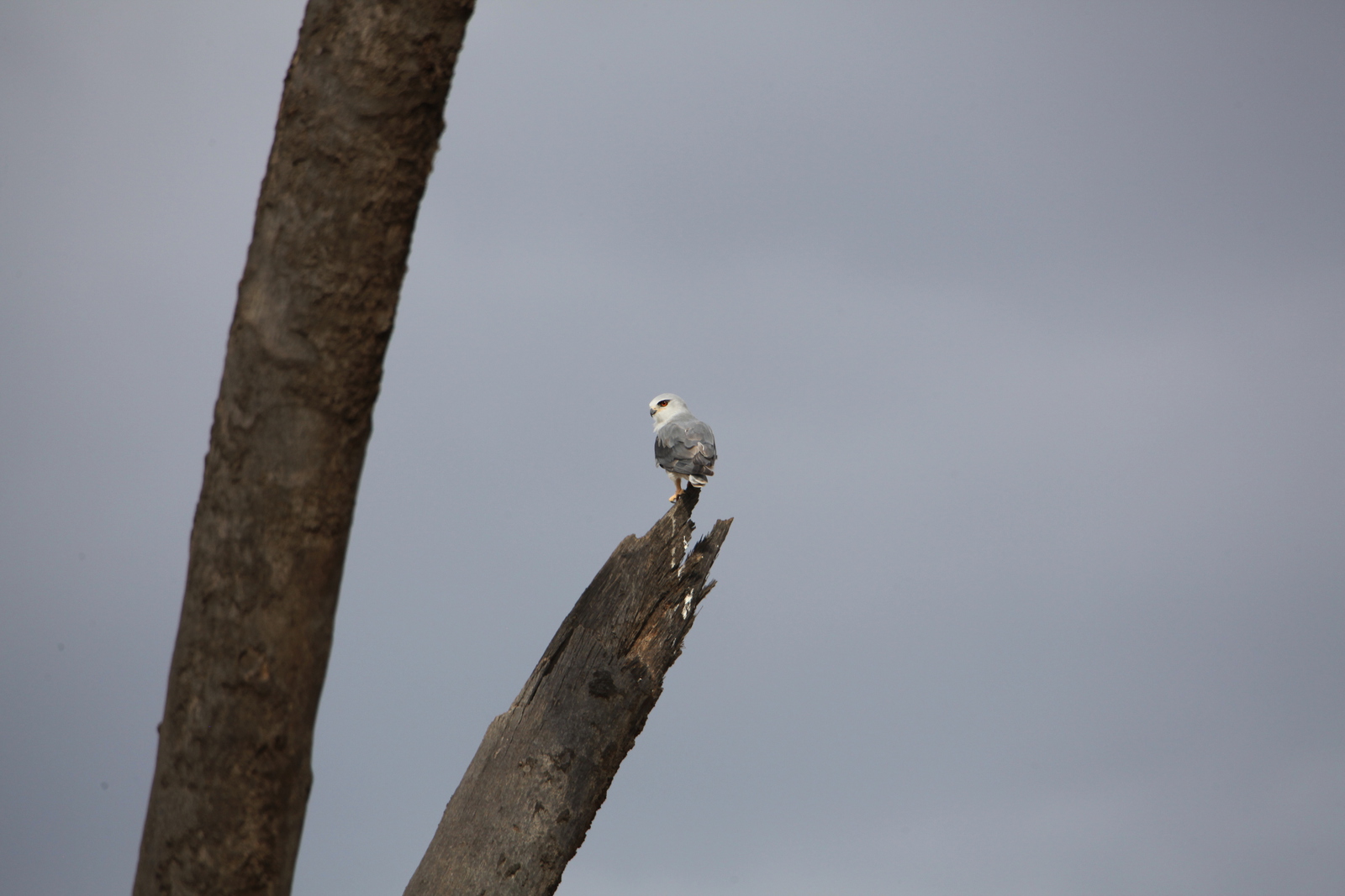 Samburu N.P. Grijze Wouw (Elanus Caeruleus) (0463)