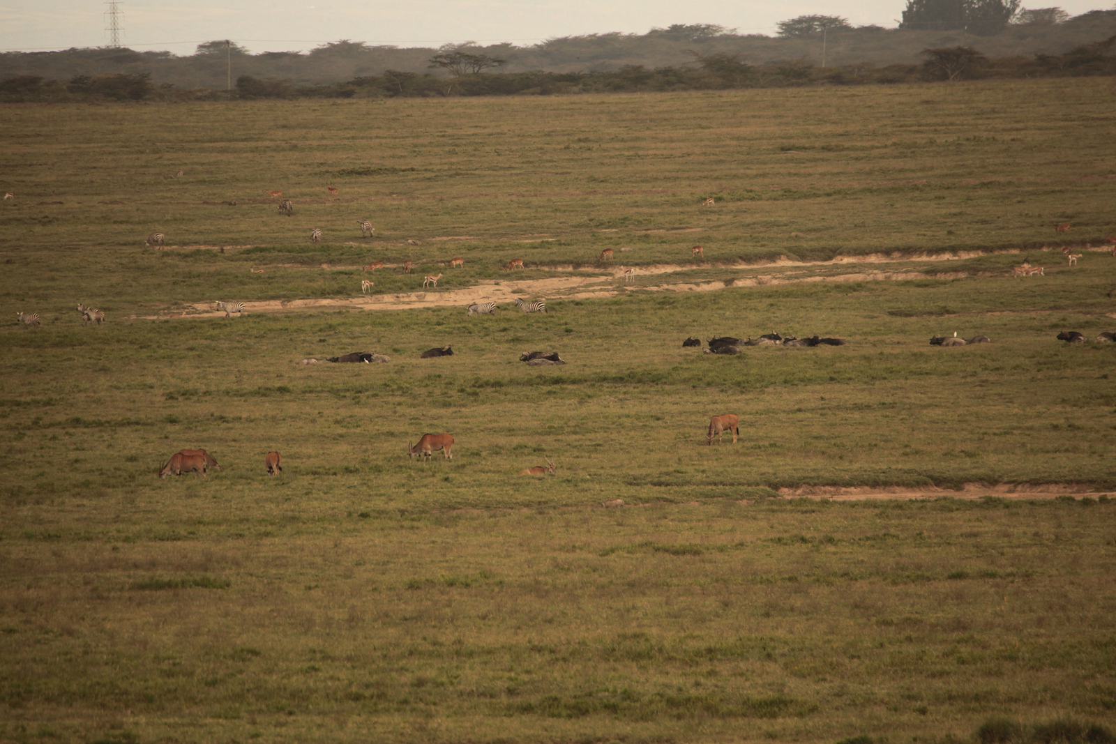 Lake Nakuru N.P. (0554)