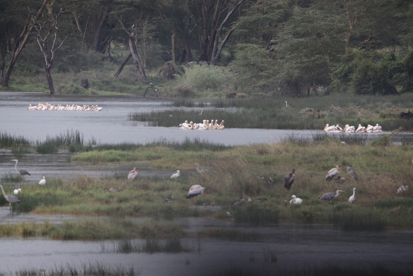 Lake Nakuru N.P. (0616)