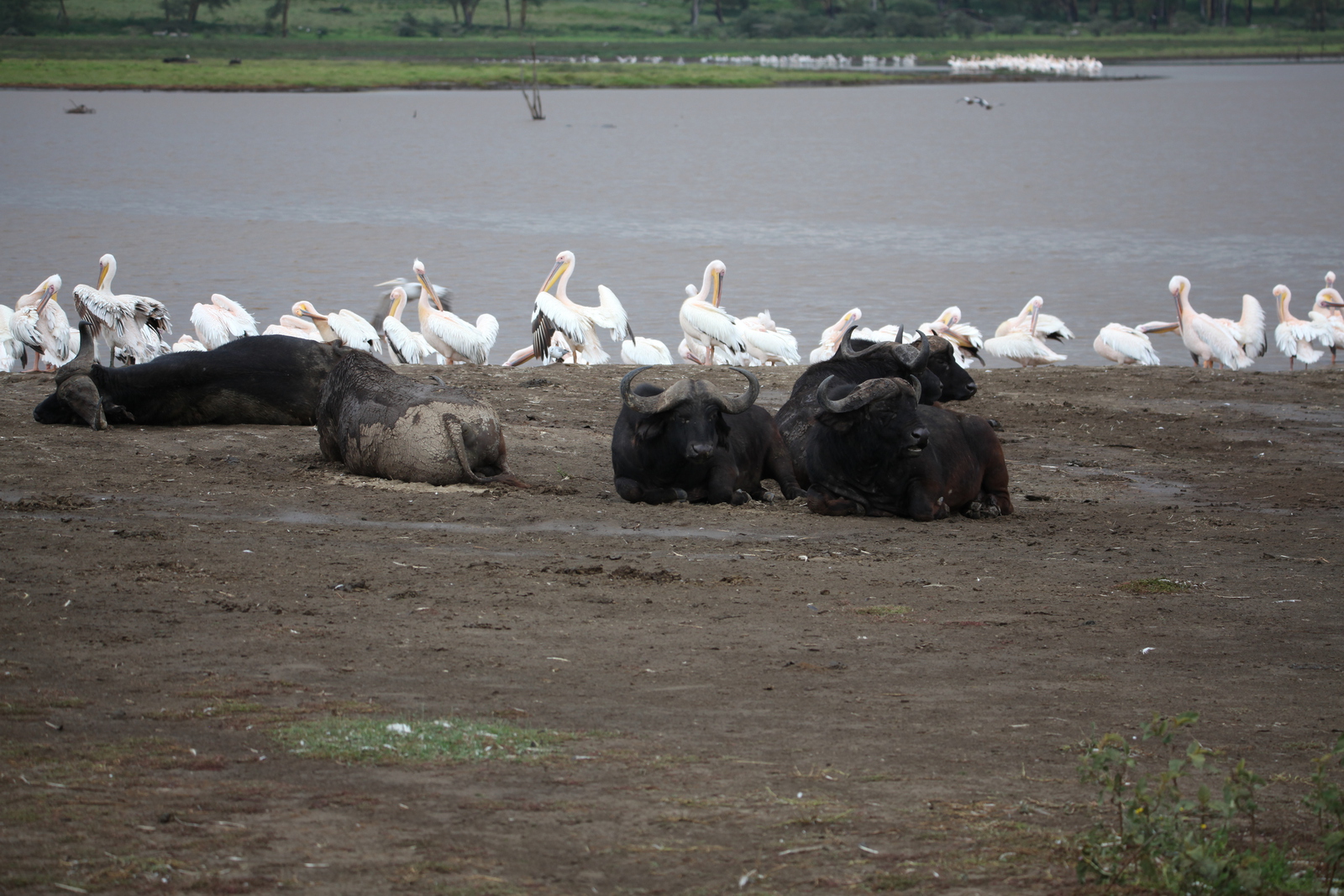 Lake Nakuru N.P. (0634)