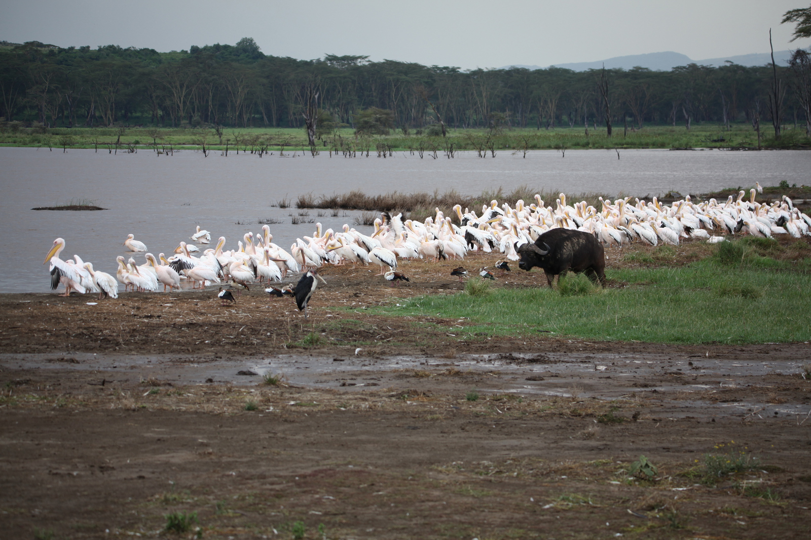 Lake Nakuru N.P. (0641)