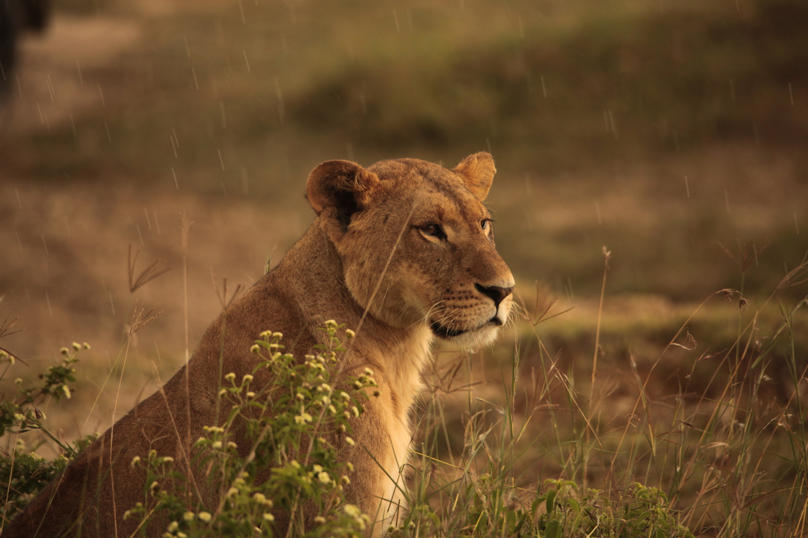 Lake Nakuru N.P. Leeuw ( Panthera Leo) (0560)