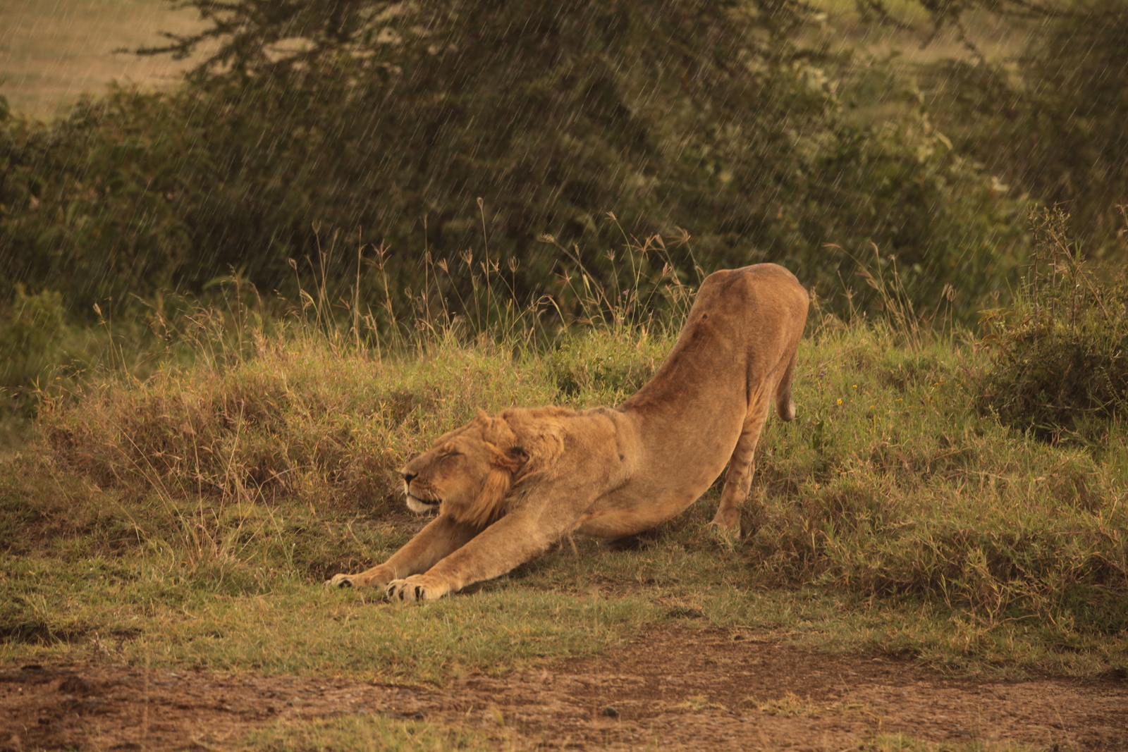 Lake Nakuru N.P. Leeuw ( Panthera Leo) (0562)