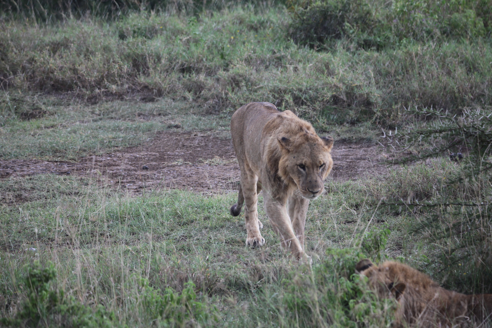 Lake Nakuru N.P. Leeuw ( Panthera Leo) (0564)