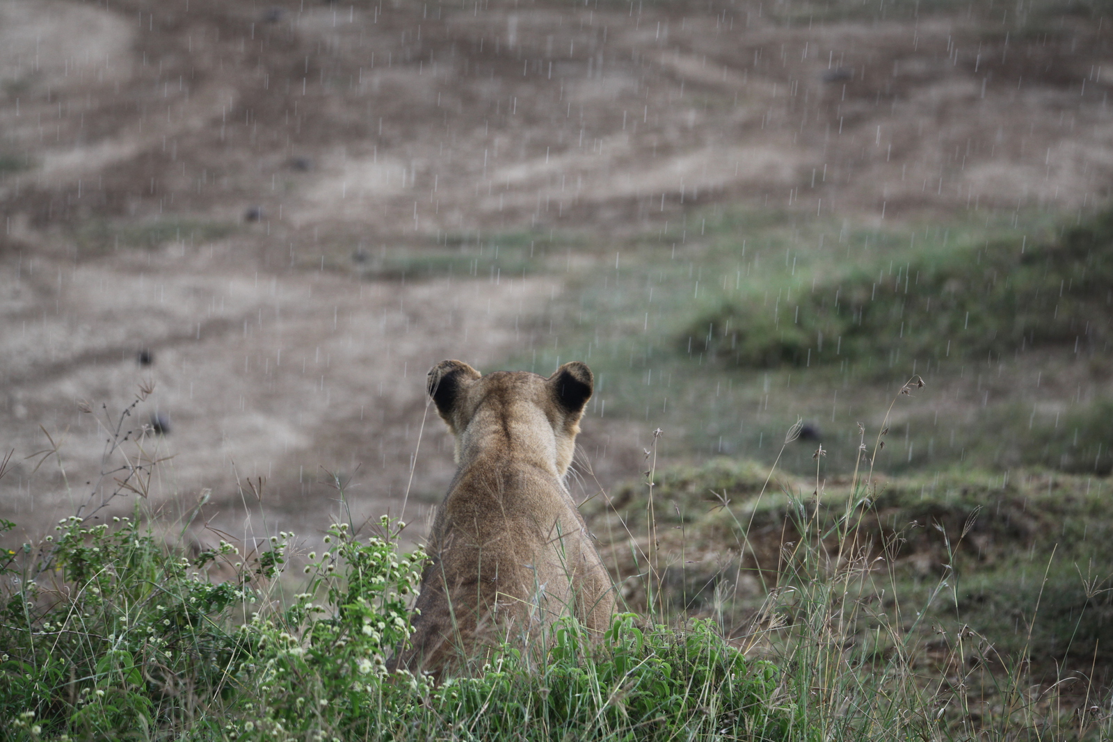 Lake Nakuru N.P. Leeuw ( Panthera Leo) (0565)