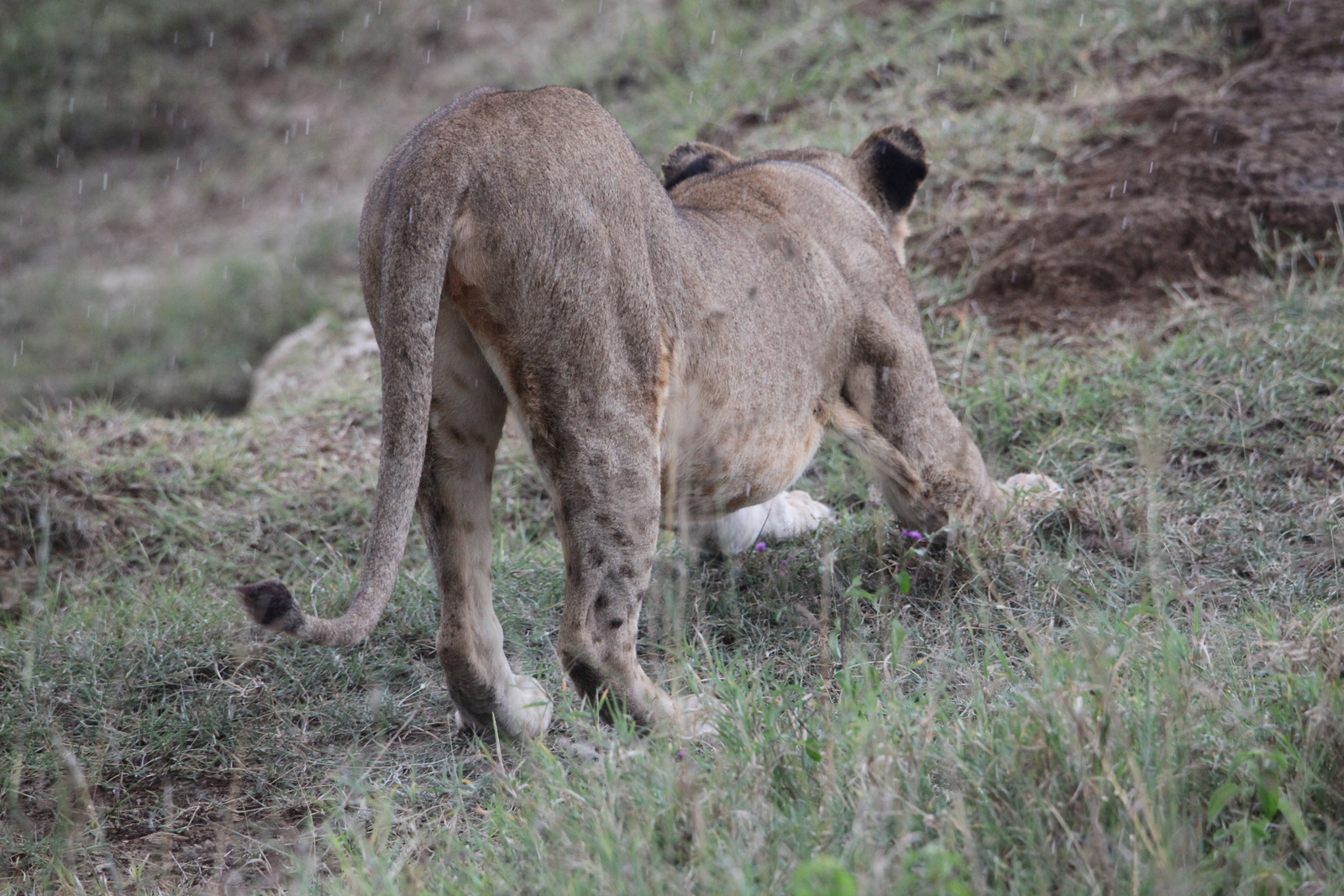 Lake Nakuru N.P. Leeuw ( Panthera Leo) (0569)