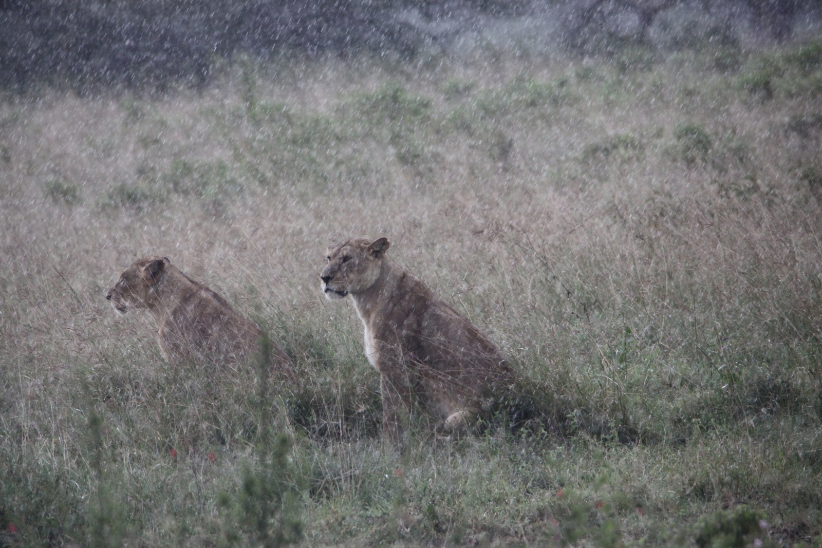 Lake Nakuru N.P. Leeuw ( Panthera Leo) (0571)