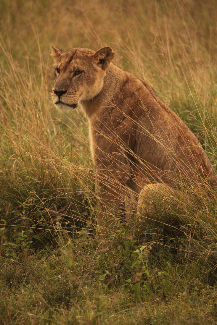 Lake Nakuru N.P. Leeuw ( Panthera Leo) (0574)