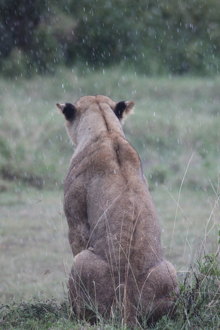 Lake Nakuru N.P. Leeuw ( Panthera Leo) (0581)