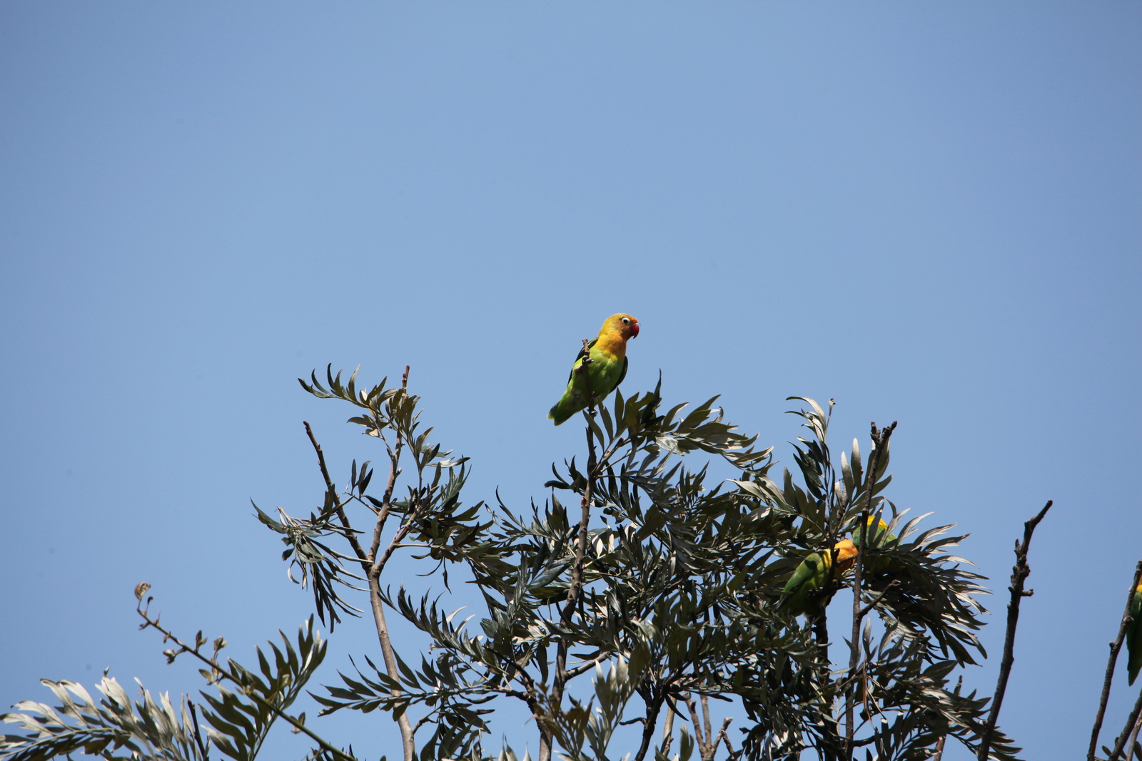 Lake Nakuru N.P. Fischers Agapornis (Agapornis Fischeri) (0534)