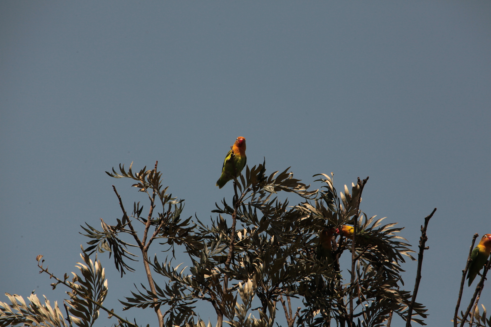 Lake Nakuru N.P. Fischers Agapornis (Agapornis Fischeri) (0535)