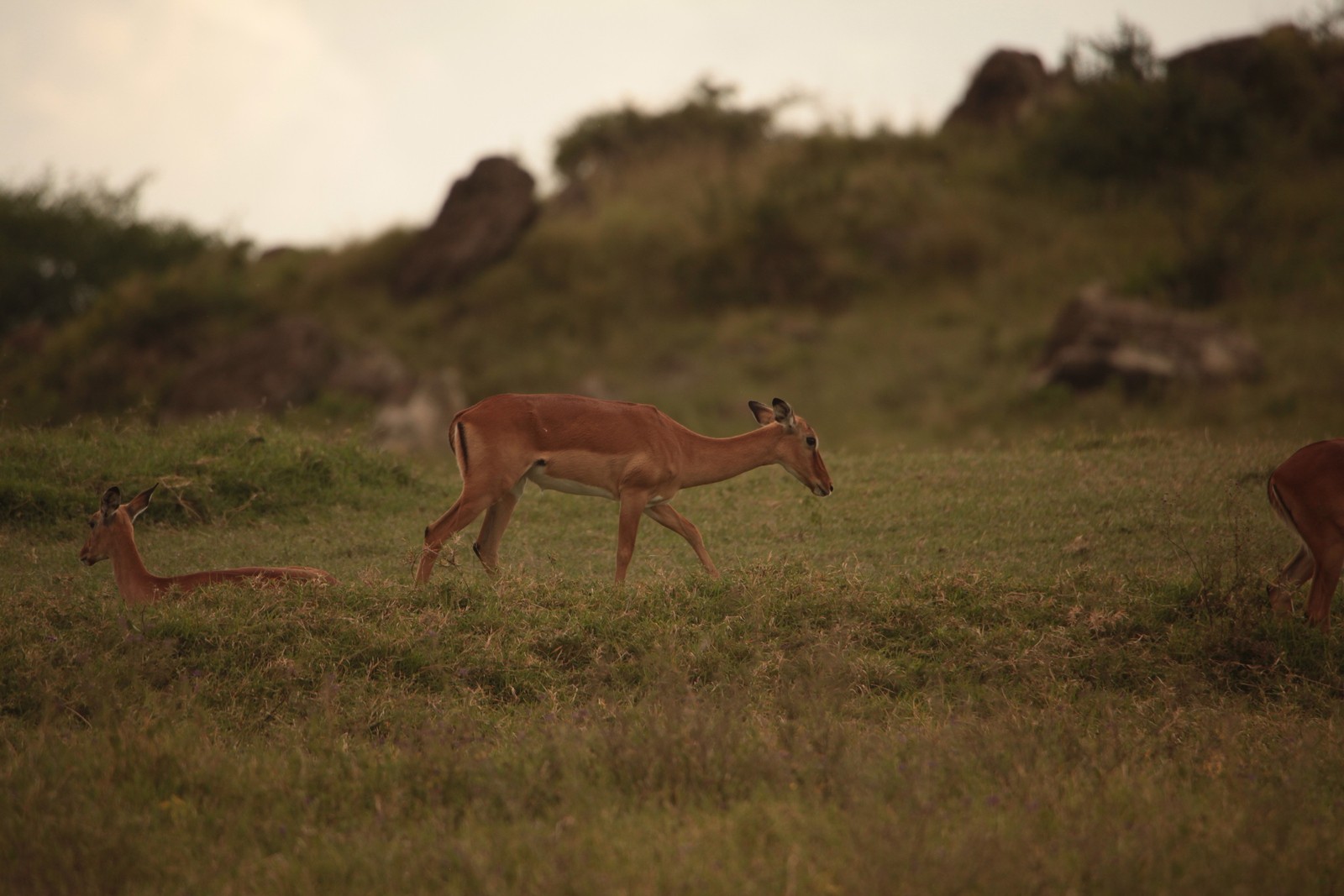 Lake Nakuru N.P. Impala (Aepyceros Melampus) (0542)