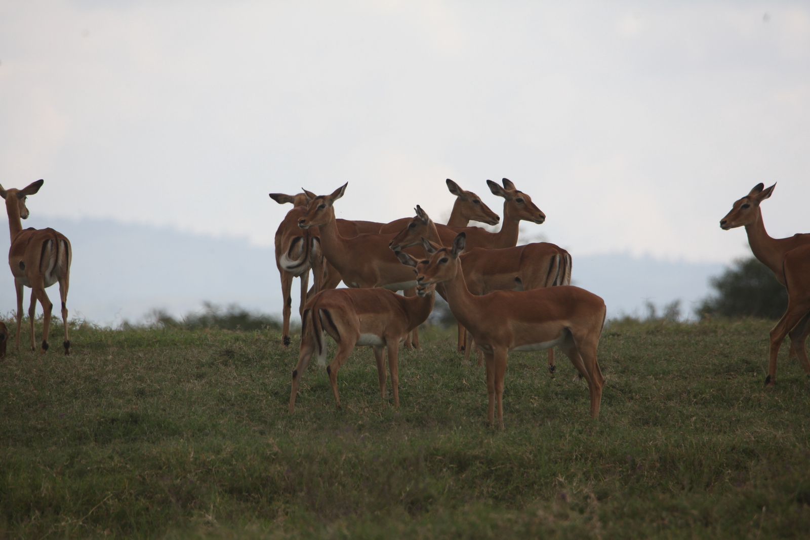 Lake Nakuru N.P. Impala (Aepyceros Melampus) (0545)