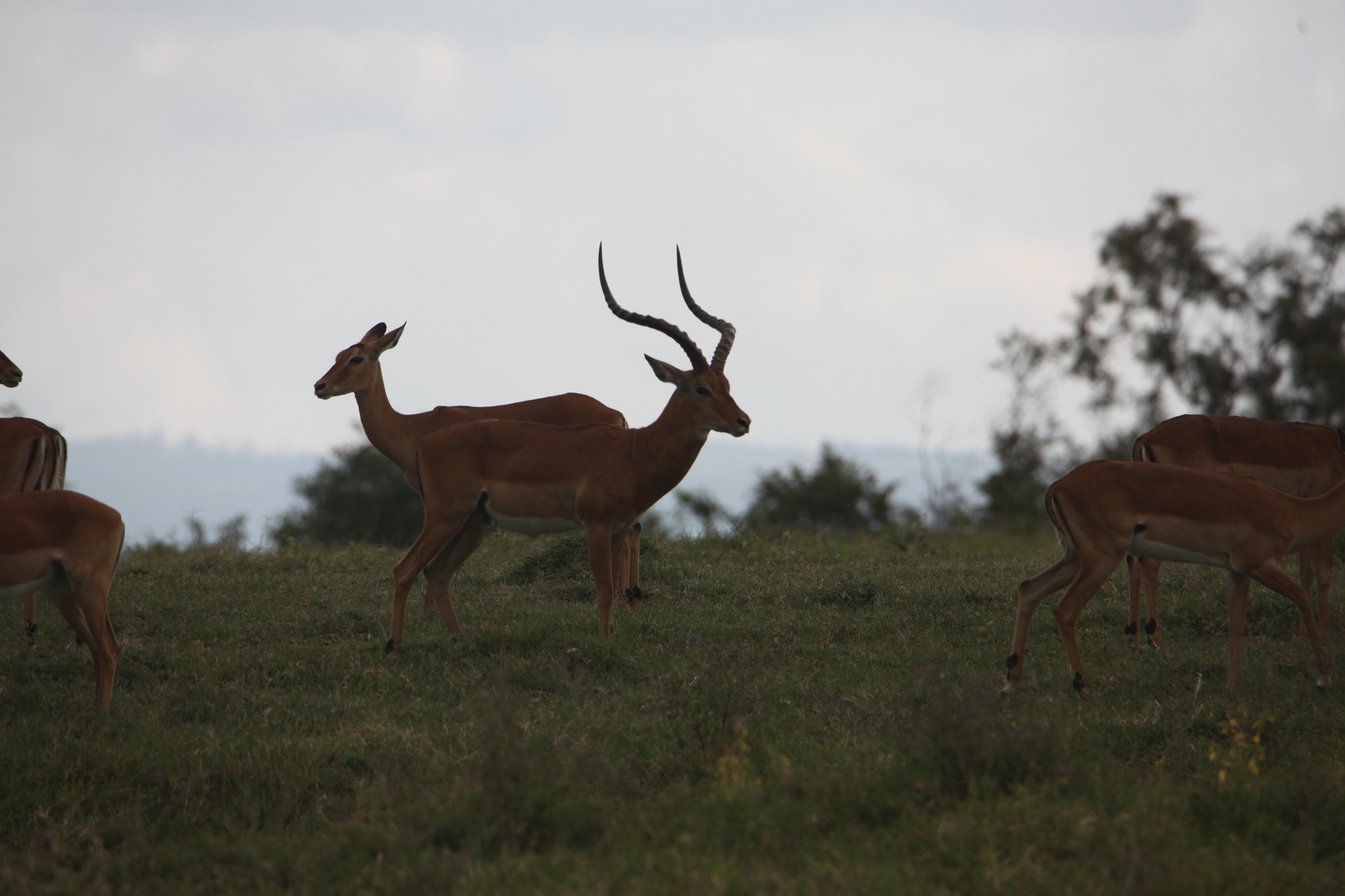 Lake Nakuru N.P. Impala (Aepyceros Melampus) (0546)