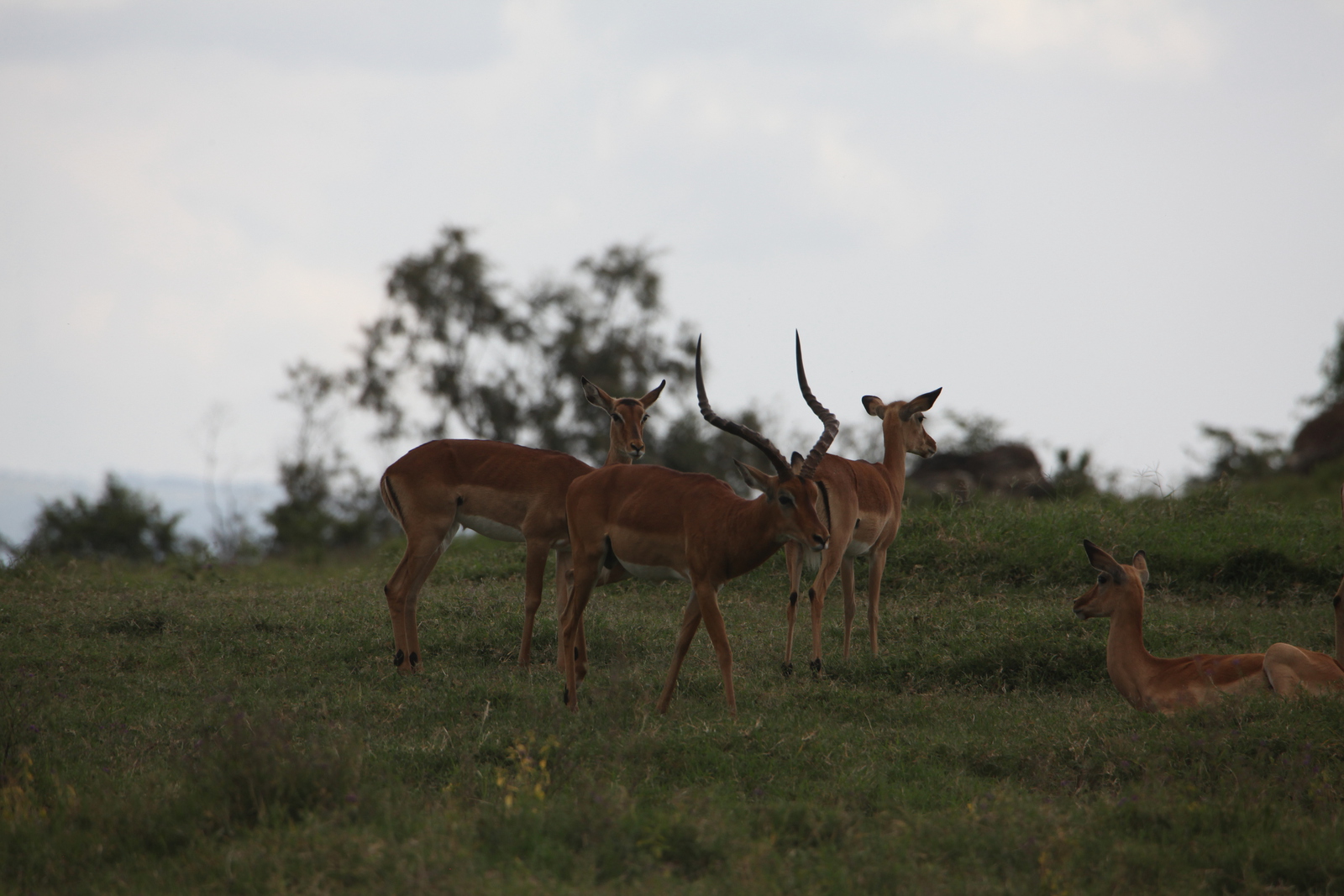 Lake Nakuru N.P. Impala (Aepyceros Melampus) (0547)