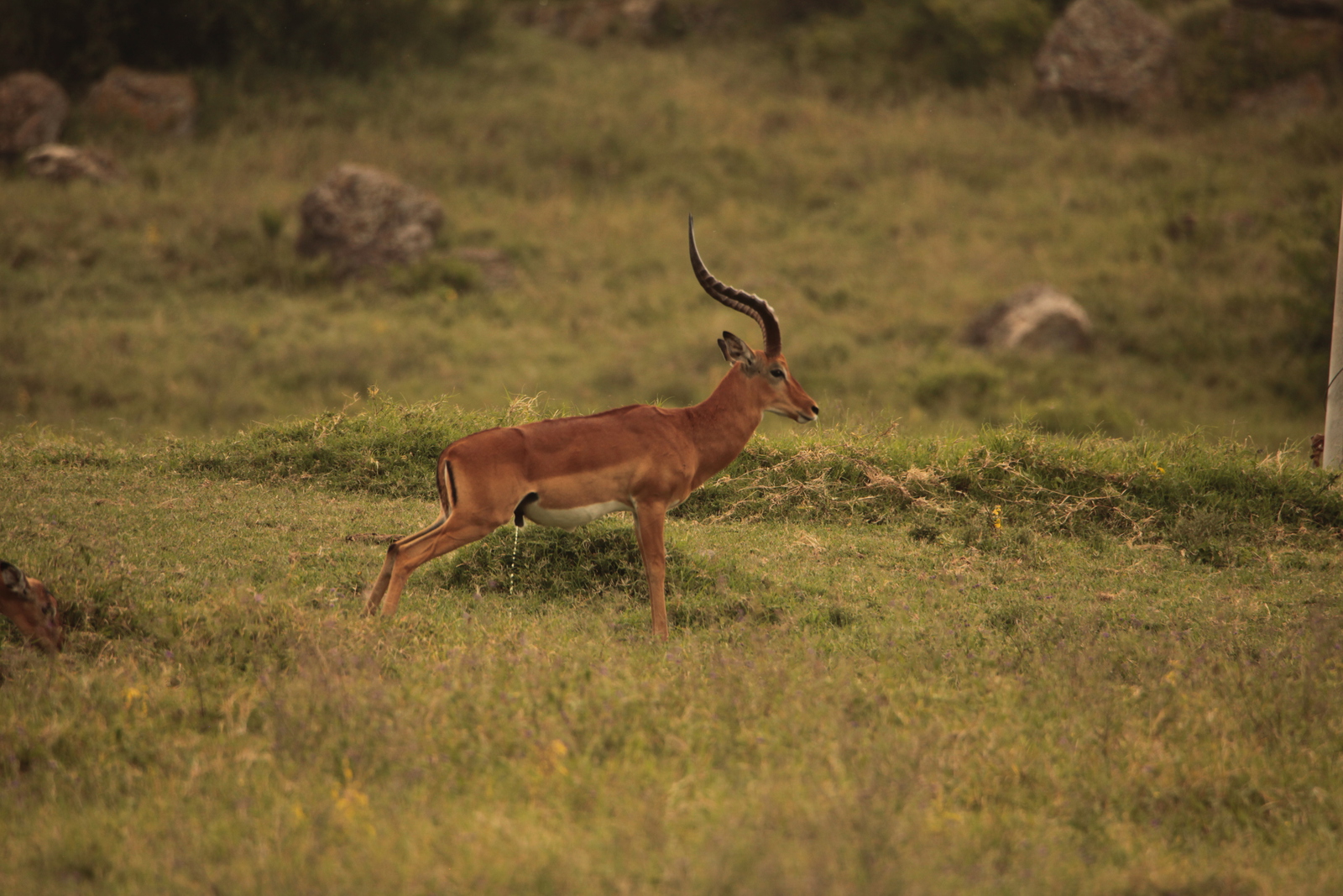 Lake Nakuru N.P. Impala (Aepyceros Melampus) (0548)