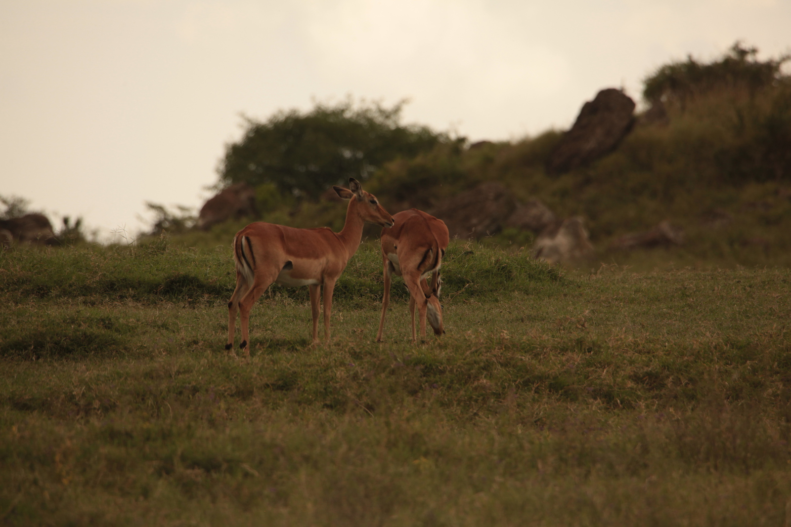 Lake Nakuru N.P. Impala (Aepyceros Melampus) (0549)