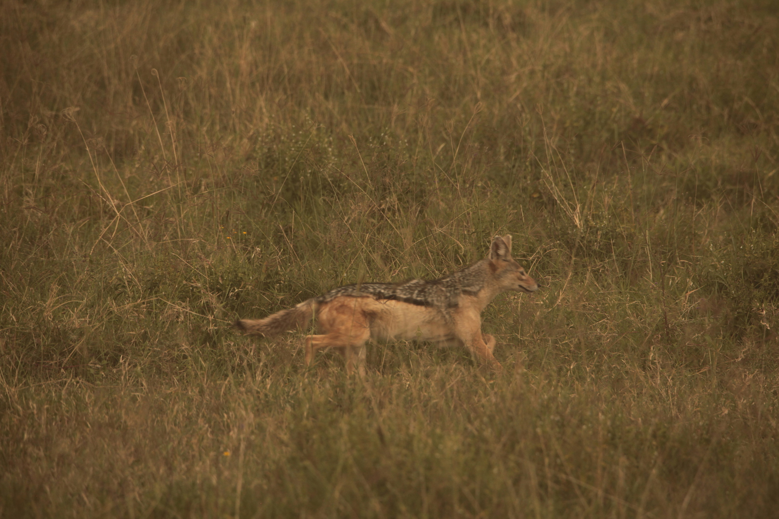 Lake Nakuru N.P. Zadeljakhals (Canis Mesomelas) (0552)