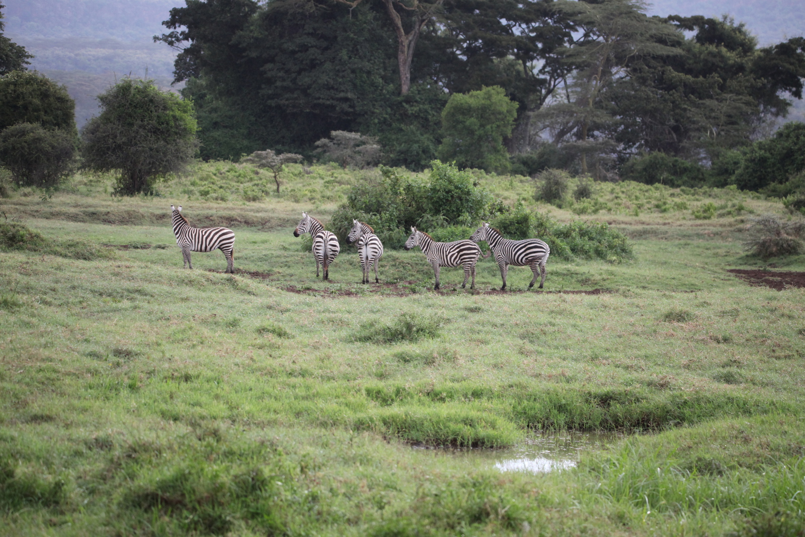 Lake Nakuru N.P. Steppezebra (Equus Quagga) (0672)