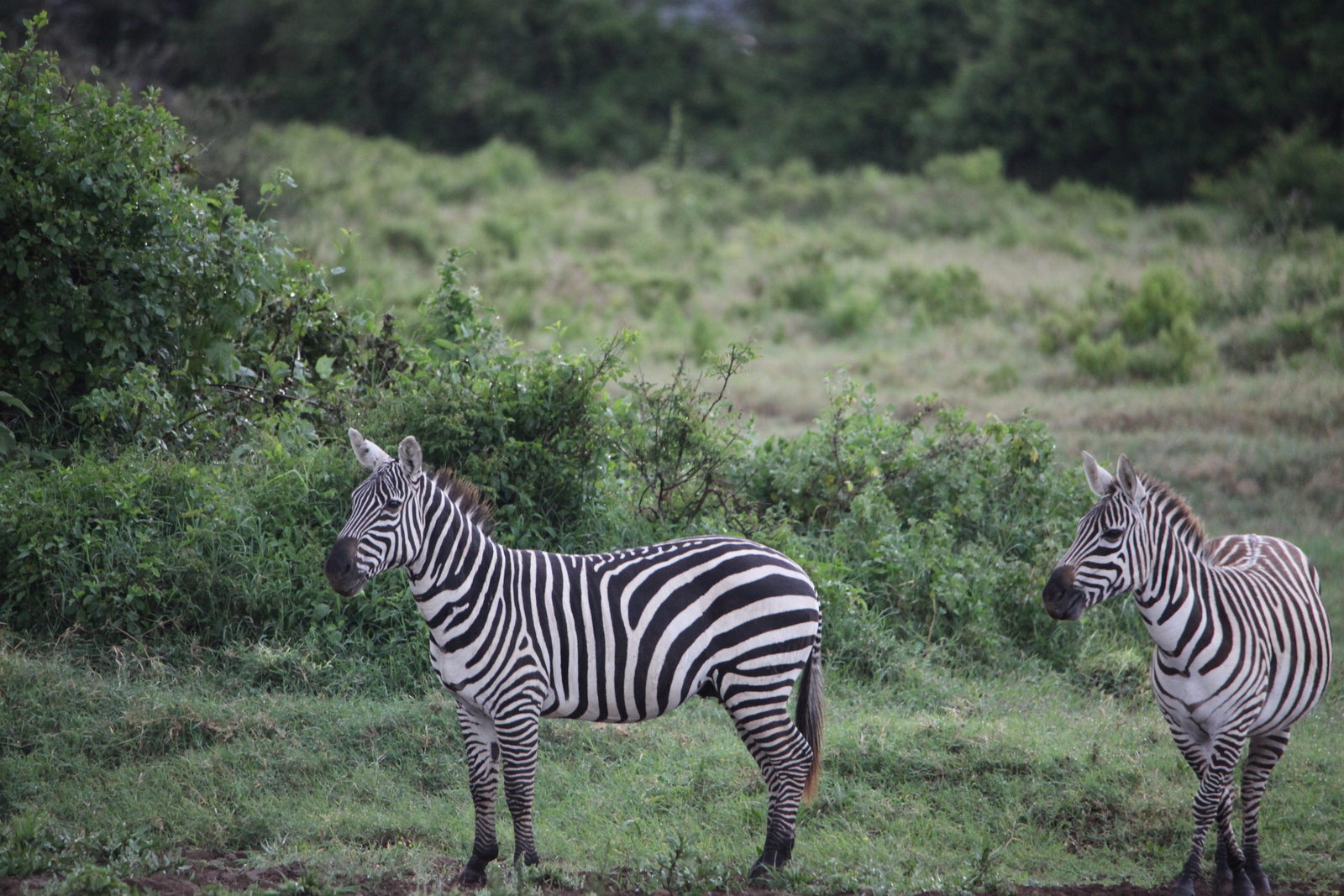 Lake Nakuru N.P. Steppezebra (Equus Quagga) (0676)