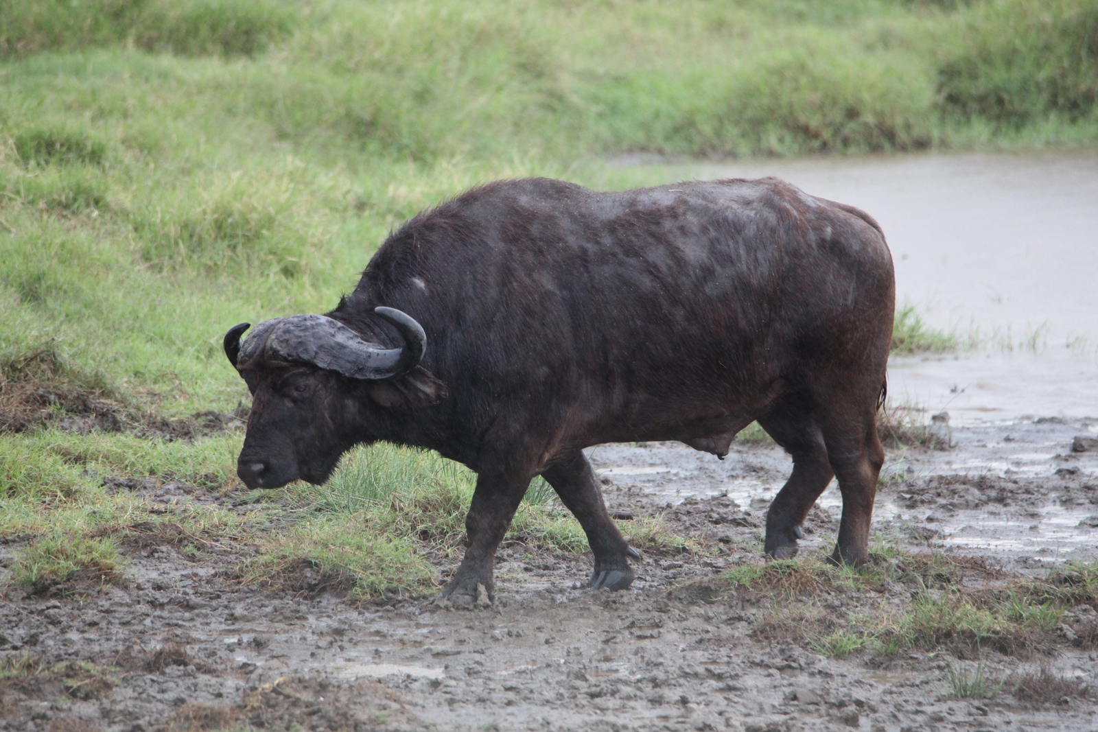 Lake Nakuru N.P. Kafferbuffel (Syncerus Caffer) (0594)