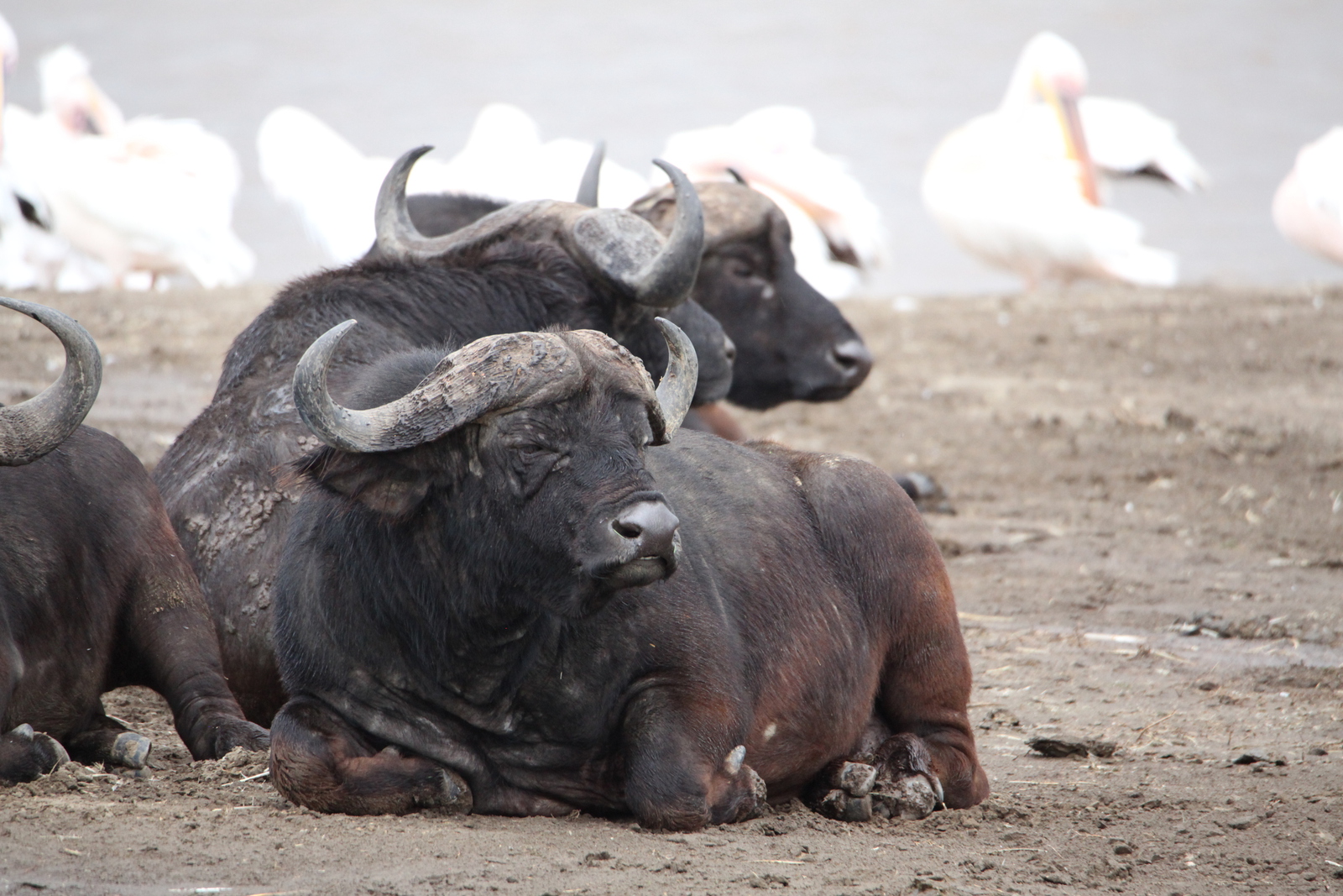 Lake Nakuru N.P. Kafferbuffel (Syncerus Caffer) (0632)