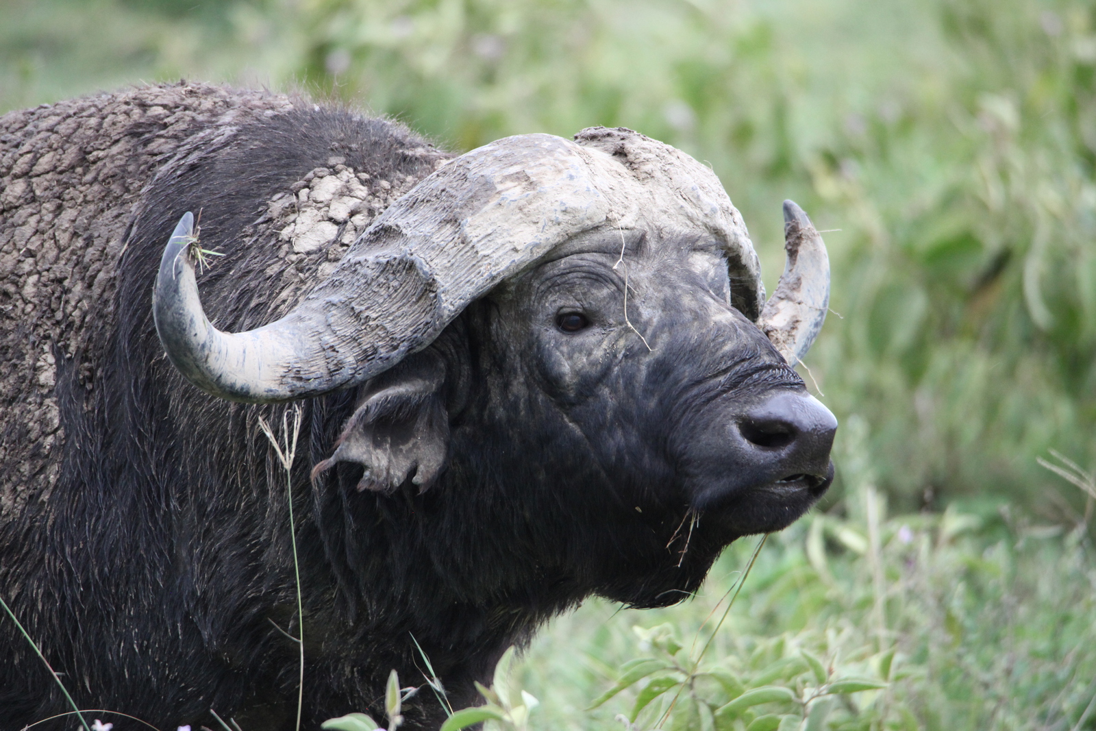 Lake Nakuru N.P. Kafferbuffel (Syncerus Caffer) (0642)