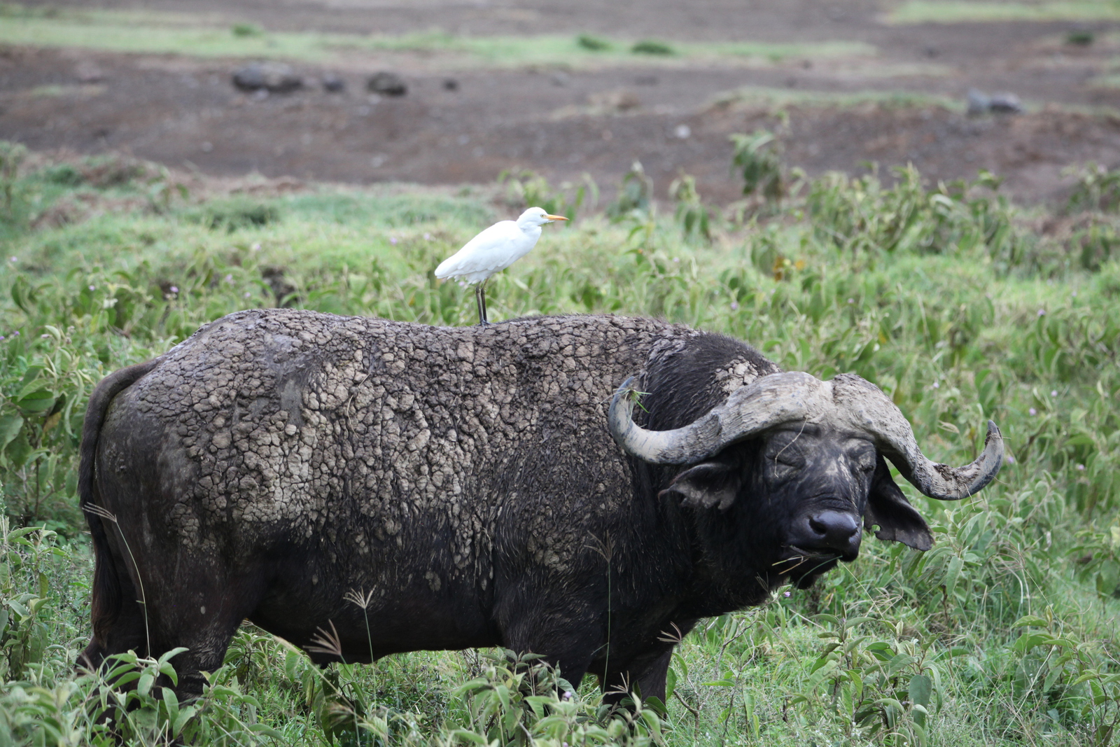 Lake Nakuru N.P. Kafferbuffel (Syncerus Caffer) (0643)