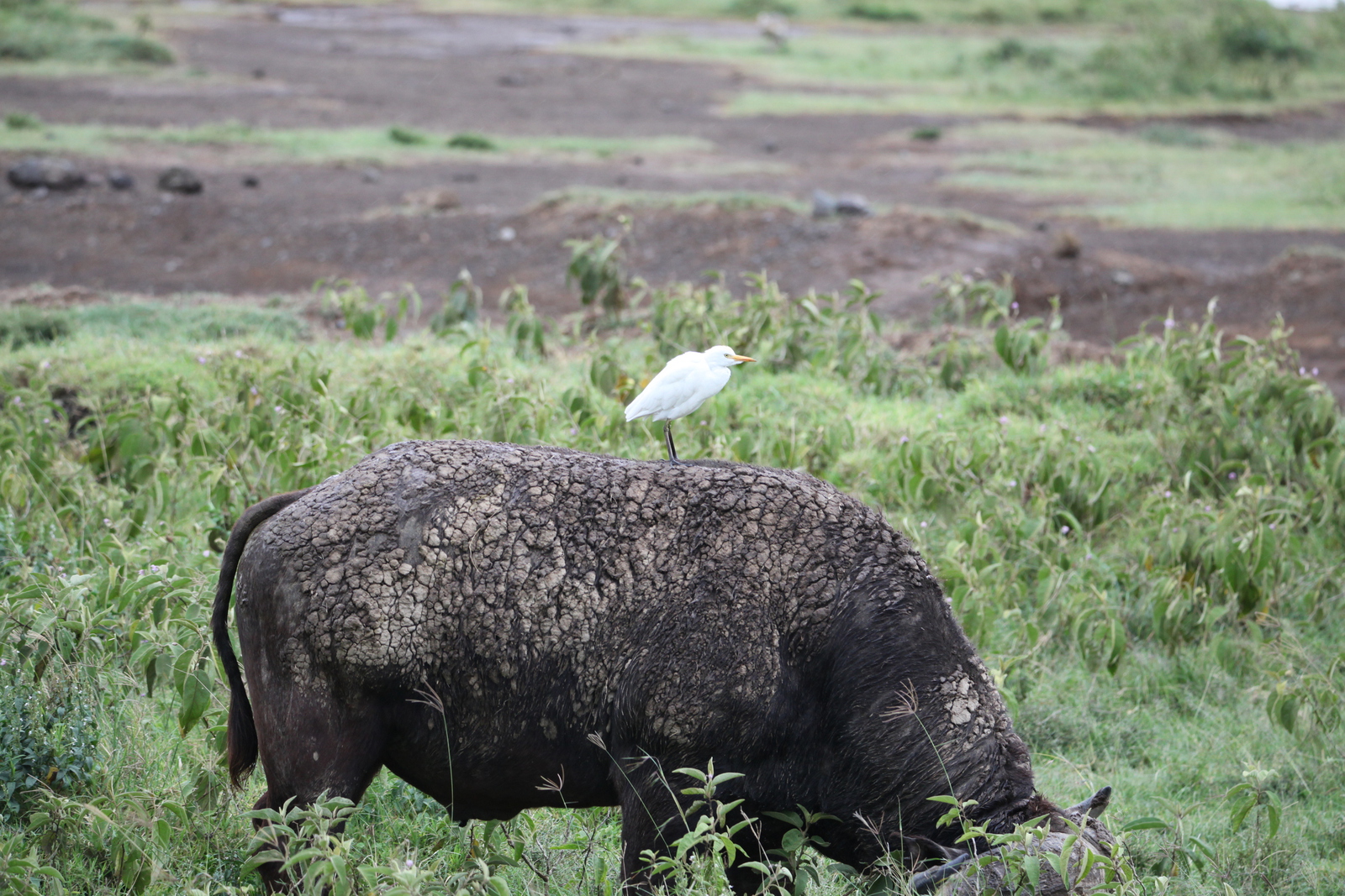 Lake Nakuru N.P. Kafferbuffel (Syncerus Caffer) (0644)