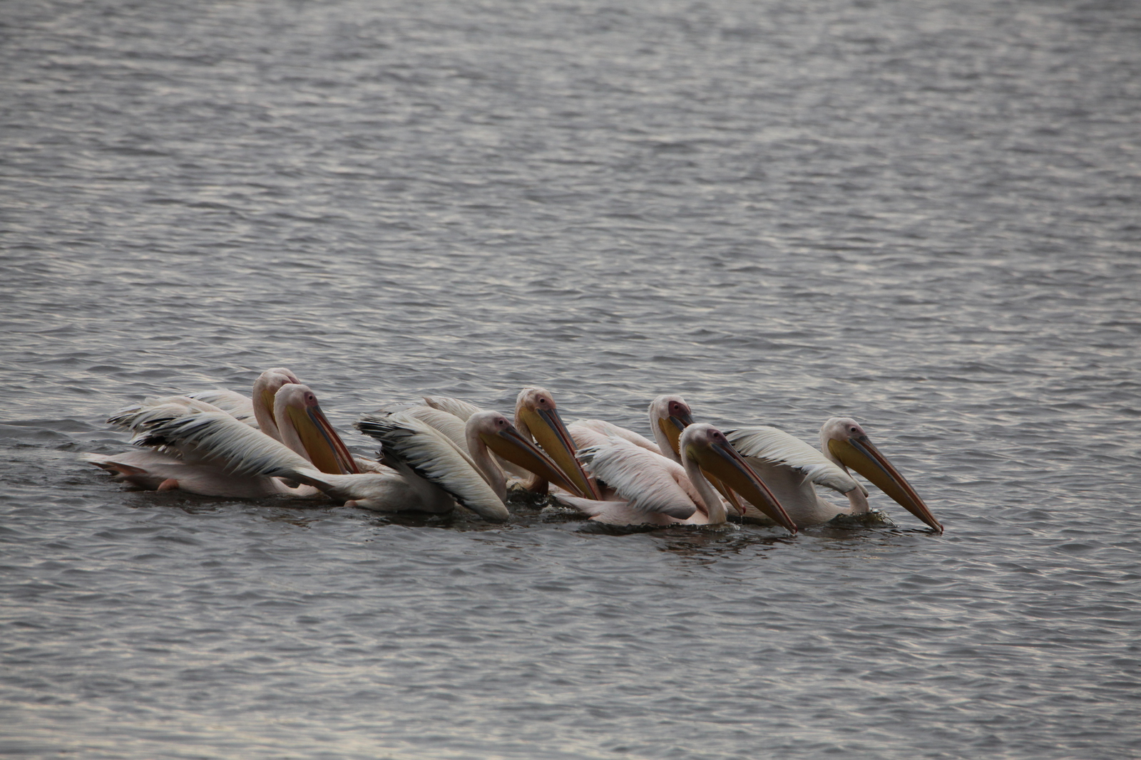 Lake Nakuru N.P. Roze Pelikaan (Pelecanus Onocrotalus) (0612)