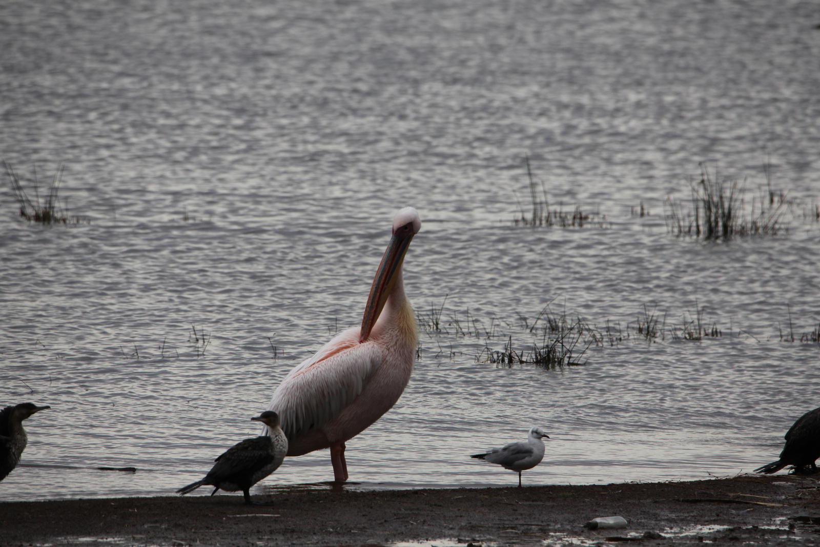 Lake Nakuru N.P. Roze Pelikaan (Pelecanus Onocrotalus) (0624)