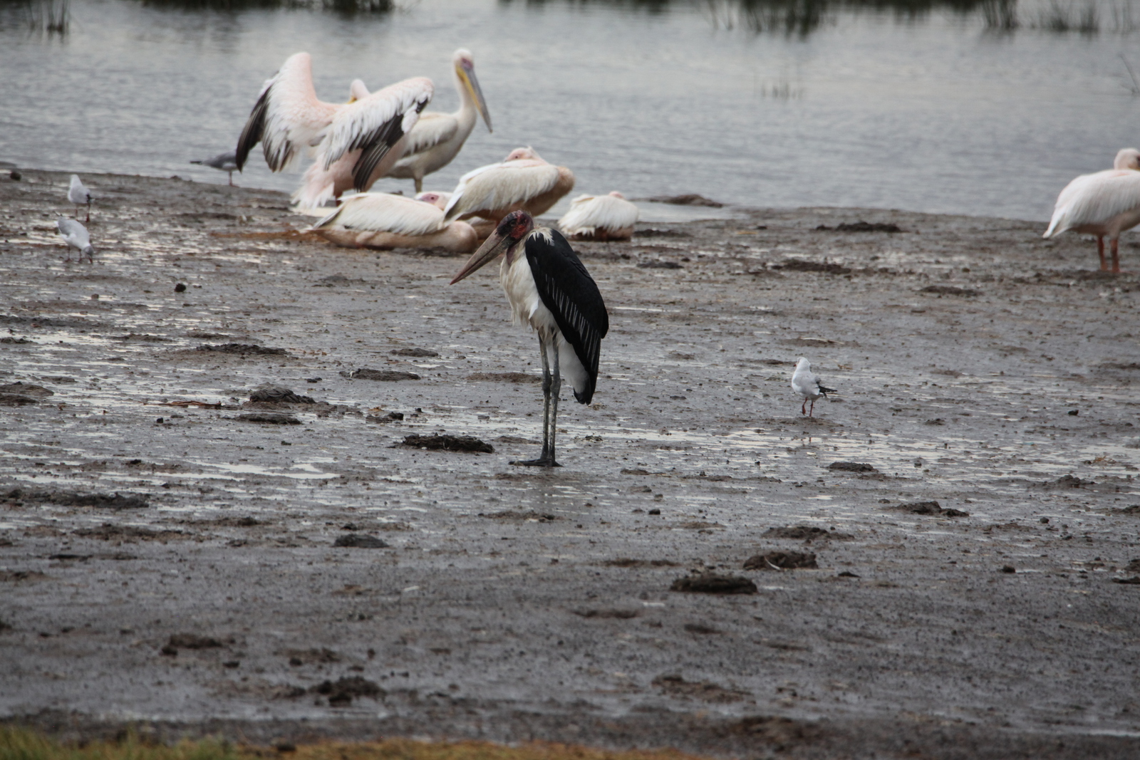 Lake Nakuru N.P. Afrikaanse Maraboe (Leptoptilos Crumenifer) (0615)