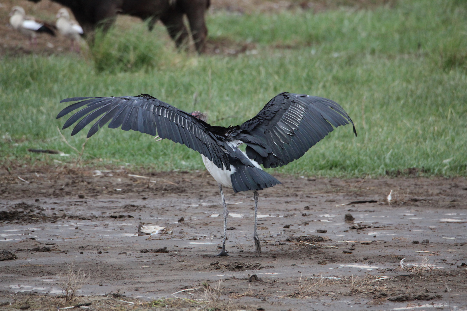 Lake Nakuru N.P. Afrikaanse Maraboe (Leptoptilos Crumenifer) (0633)