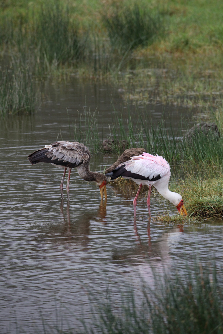 Lake Nakuru N.P. Afrikaanse Nimmerzat (Mycteria Ibis) (0625)