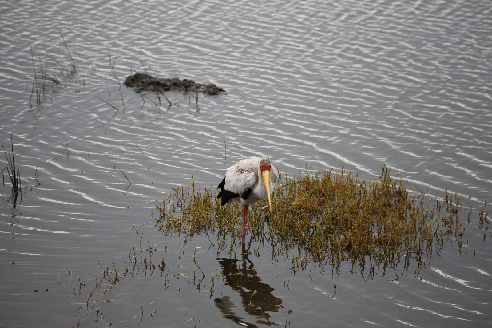 Lake Nakuru N.P. Afrikaanse Nimmerzat (Mycteria Ibis) (0629)