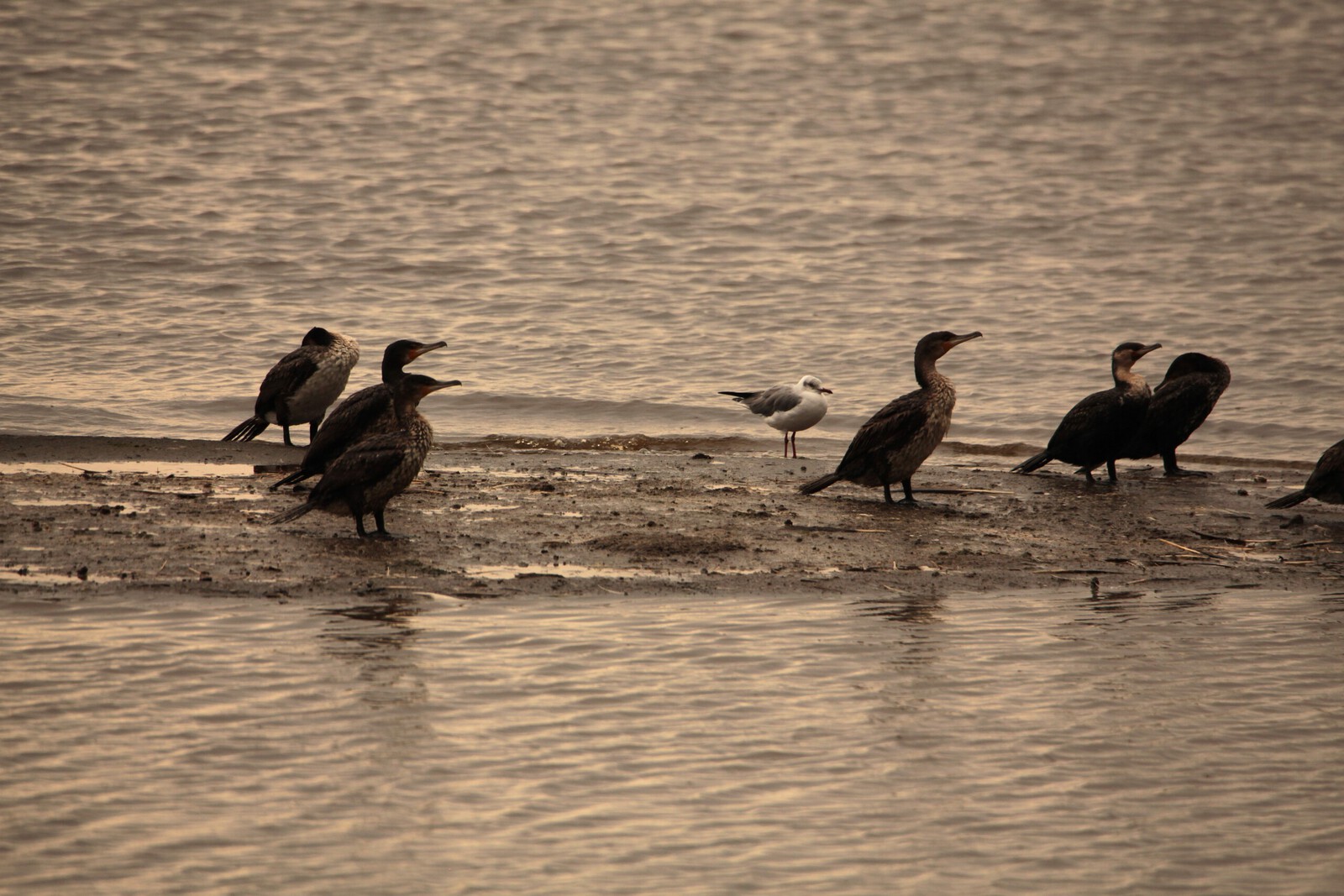 Lake Nakuru N.P. Aalscholver (Phalacrocorax Carbo) (0607)