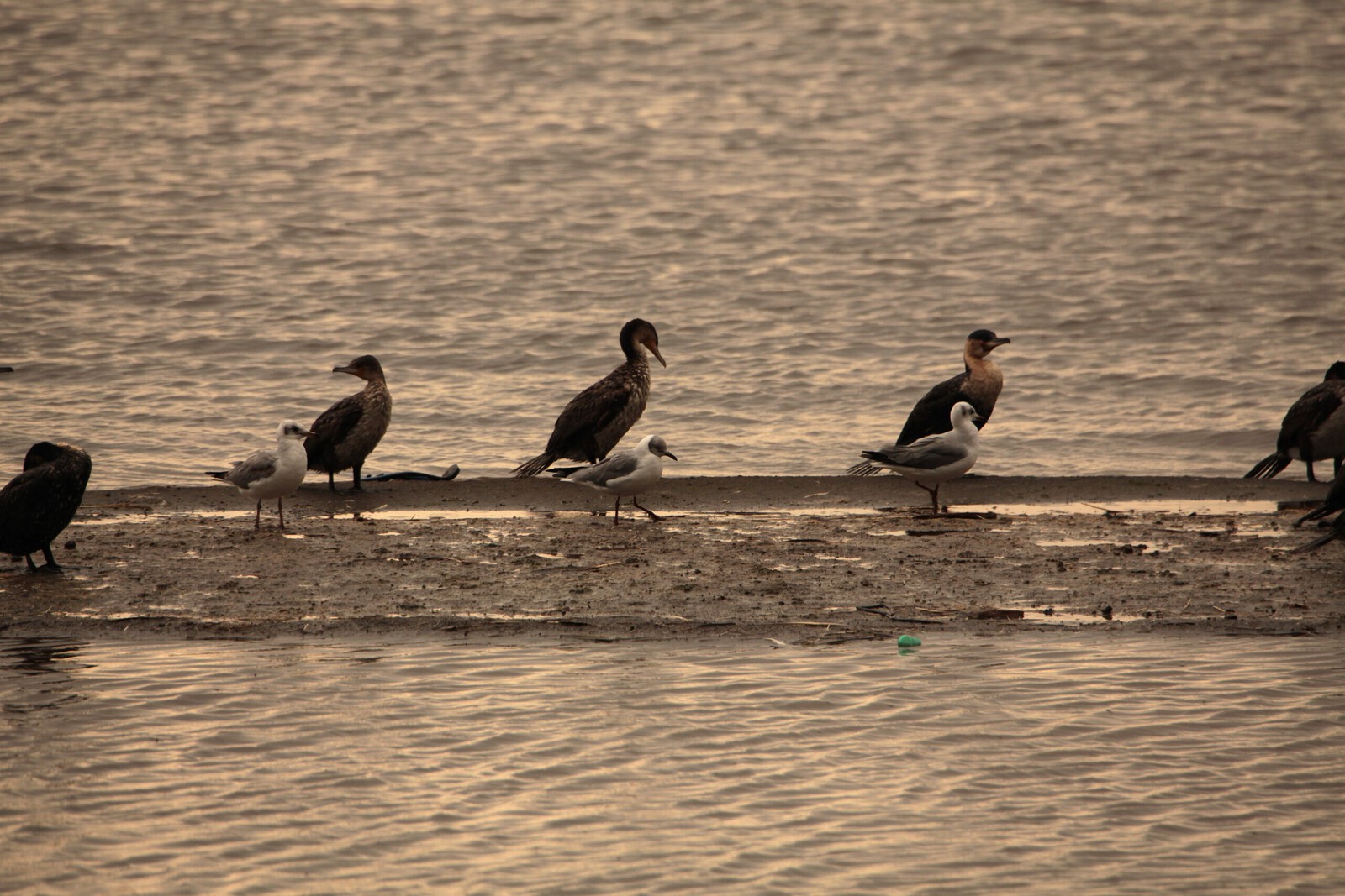 Lake Nakuru N.P. Aalscholver (Phalacrocorax Carbo) (0608)