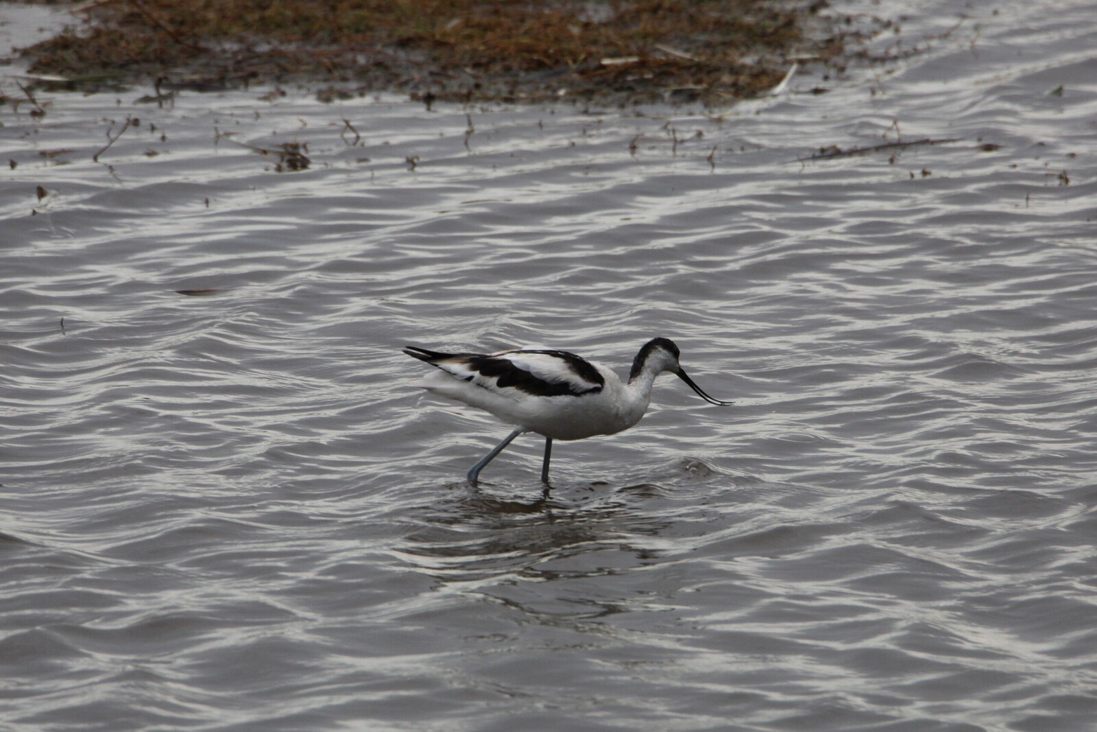 Lake Nakuru N.P. Kluut (Recurvirostra Avosetta) (0619)