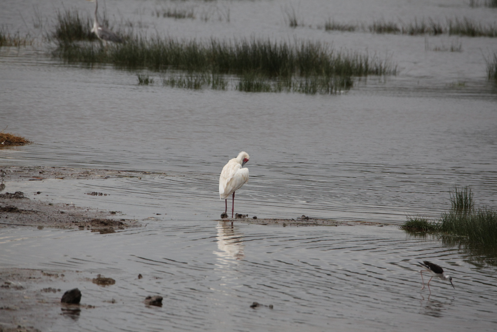 Lake Nakuru N.P. Afrikaanse lepelaar (Platalea Alba) (0622)