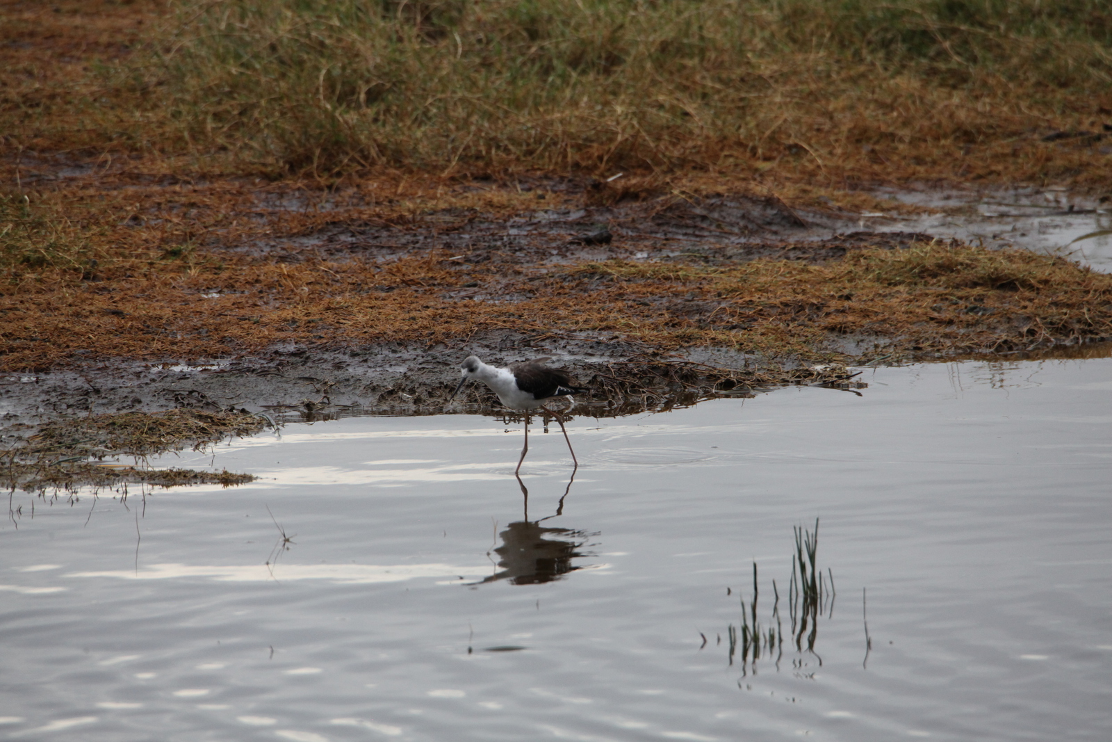 Lake Nakuru N.P. Steltkluut (Himantopus Himantopus) (0631)